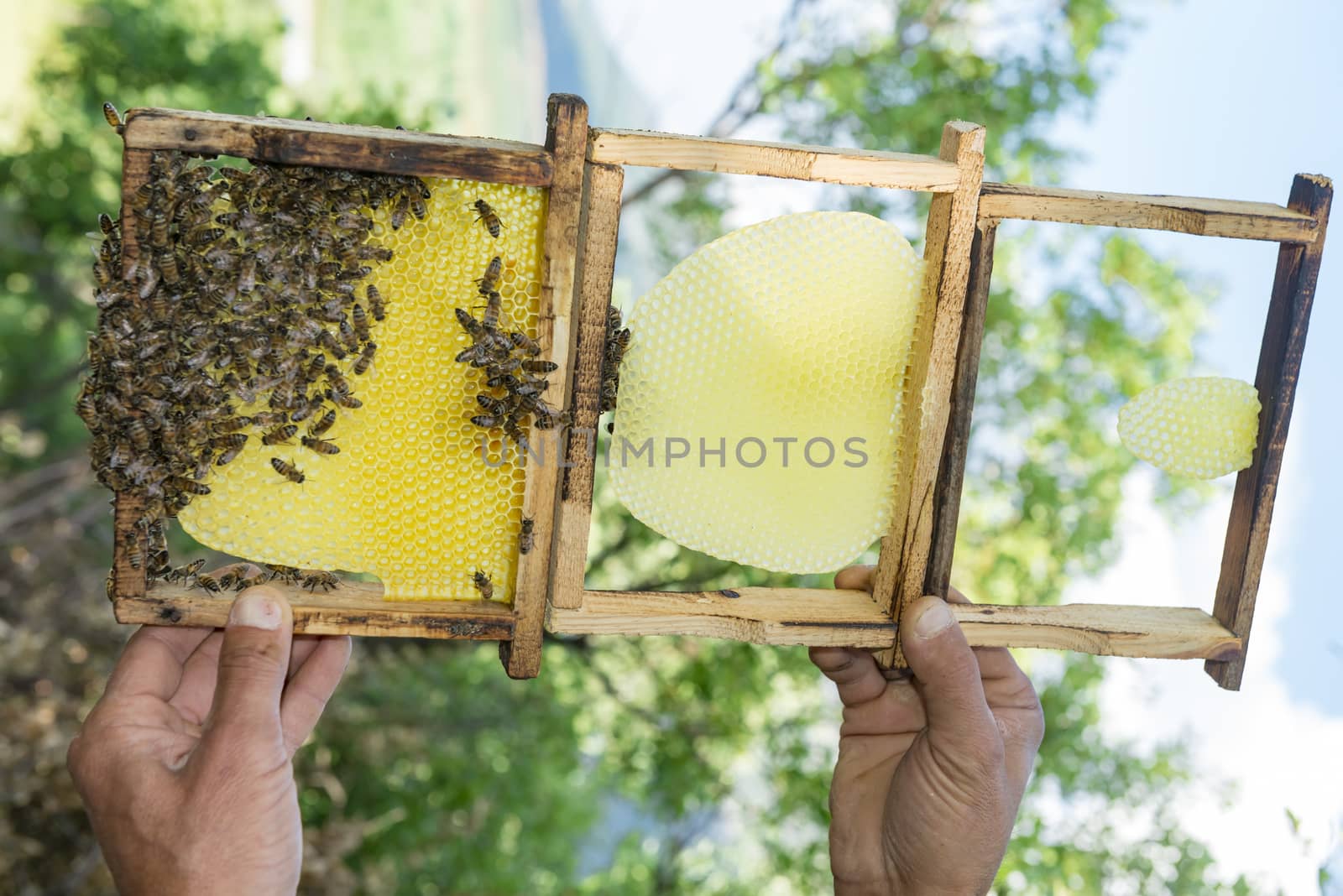 beekeeping &amp;new bees of Honeycomb weave by crazymedia007