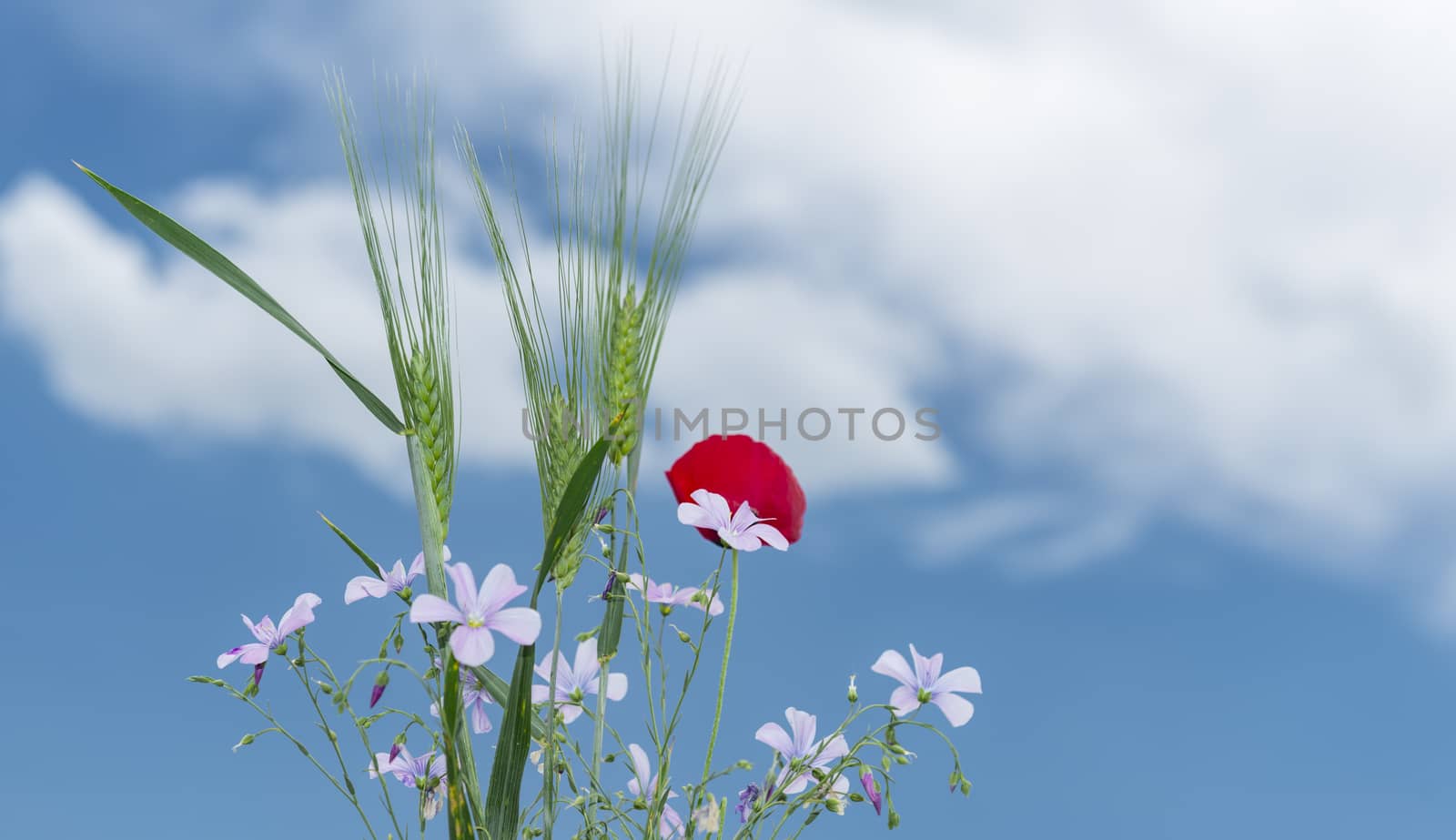 corn and spring flowers