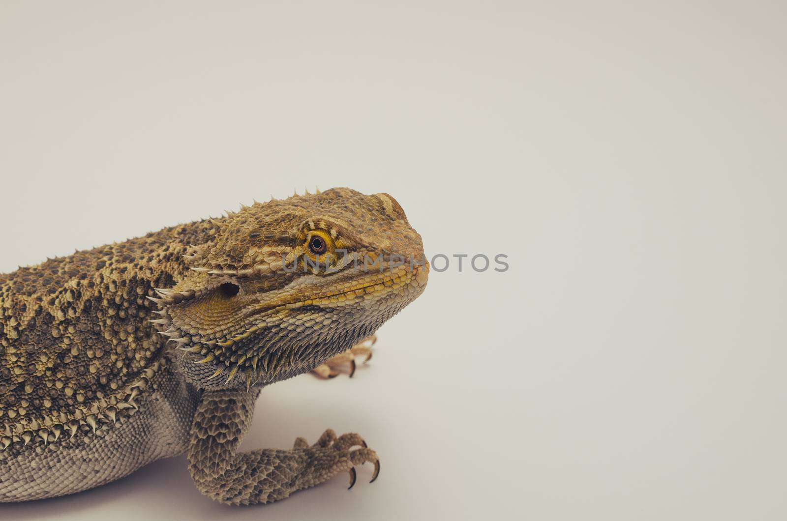 bearded dragon, exotic pet reptile resting, filter tone