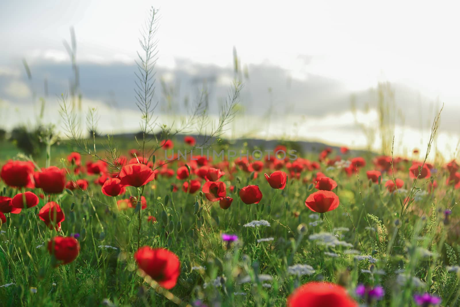 poppy flowers and peaceful nature