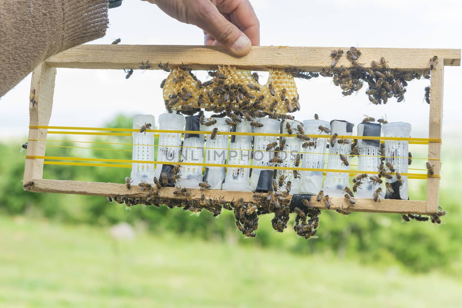 Bee feeding and breeding in beekeeping by crazymedia007