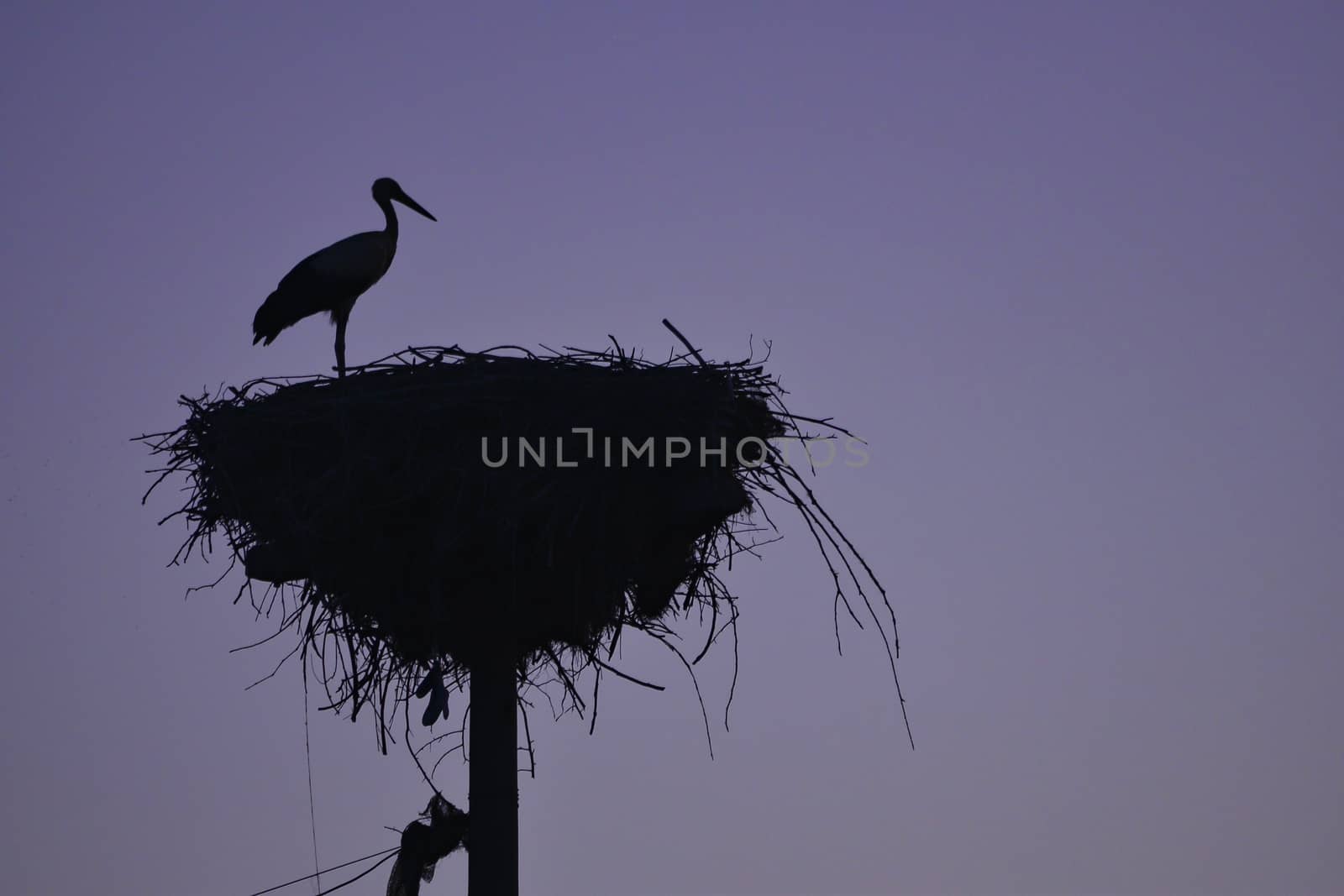 Stork nests and habitat