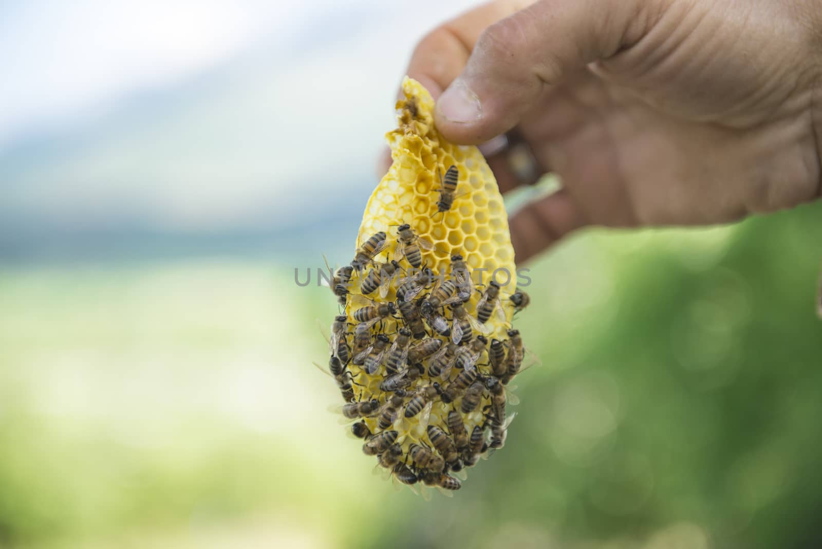 stage production of natural honey.The future of the beekeeping sector