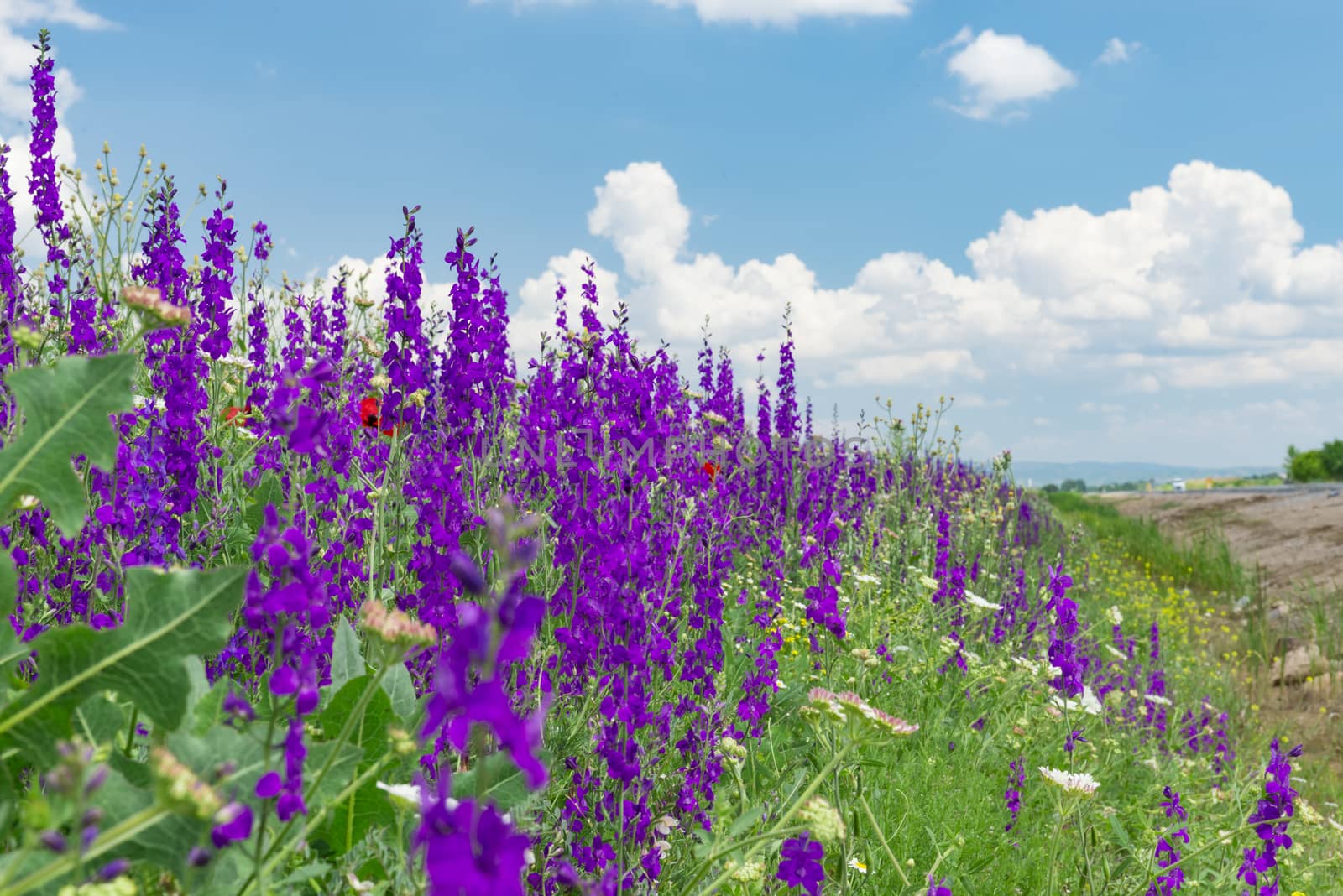 beautiful purple flowers in the fields by crazymedia007