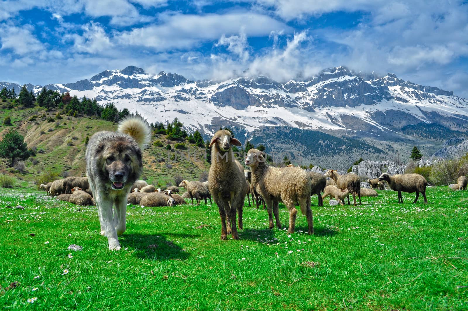 small ruminants in the mountains by crazymedia007