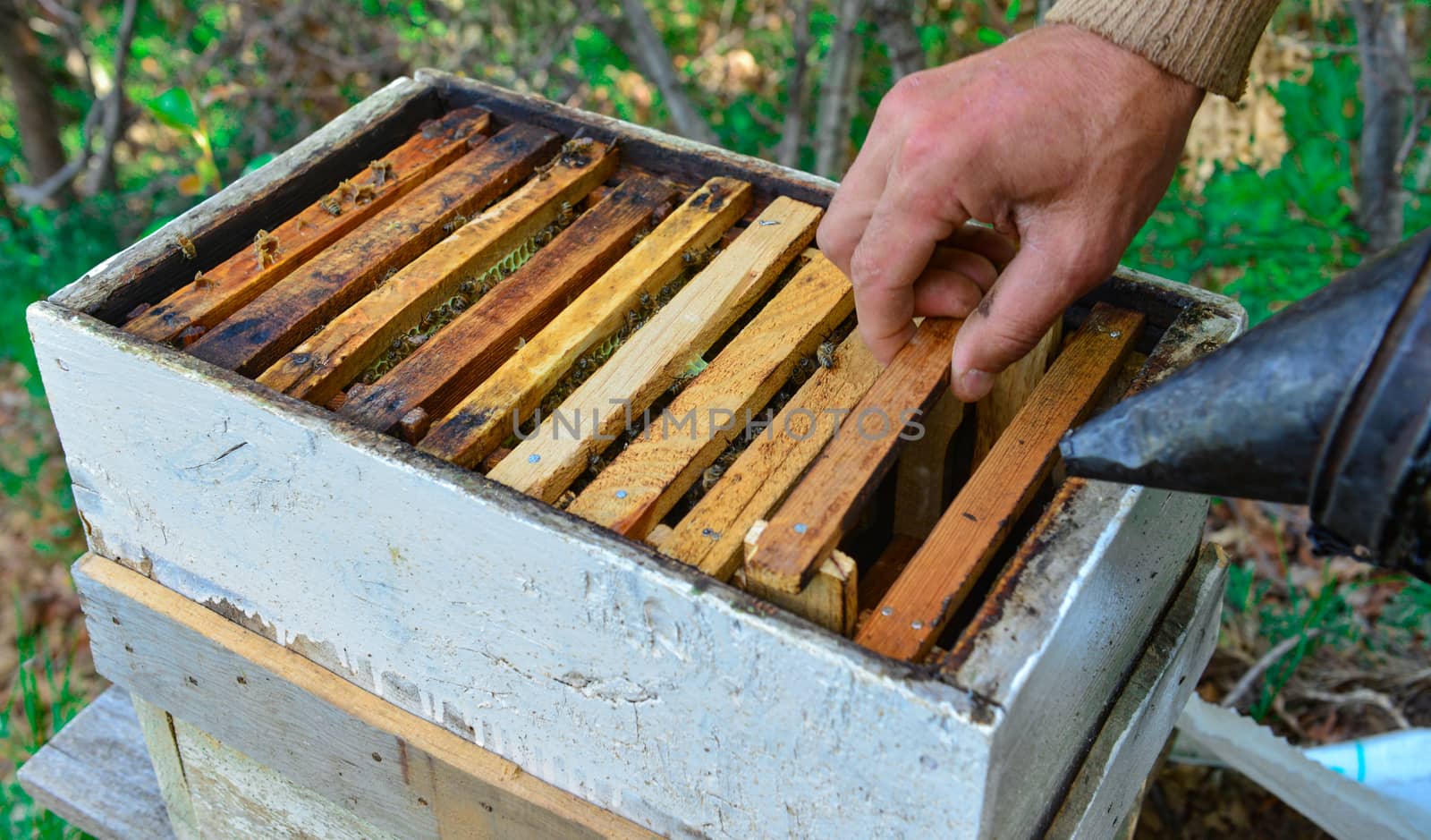 profession of beekeeping by crazymedia007