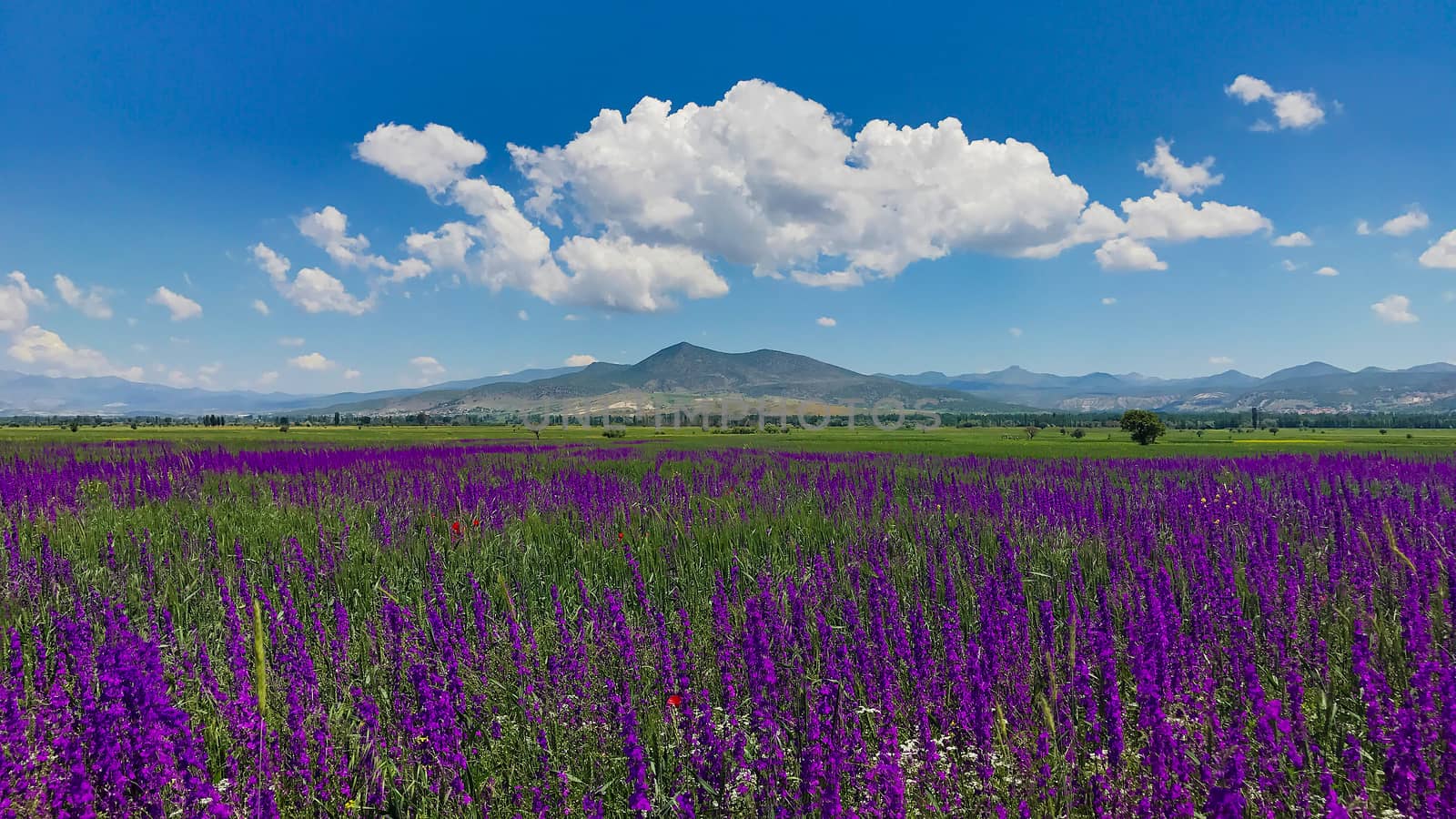 beautiful purple flowers in the fields