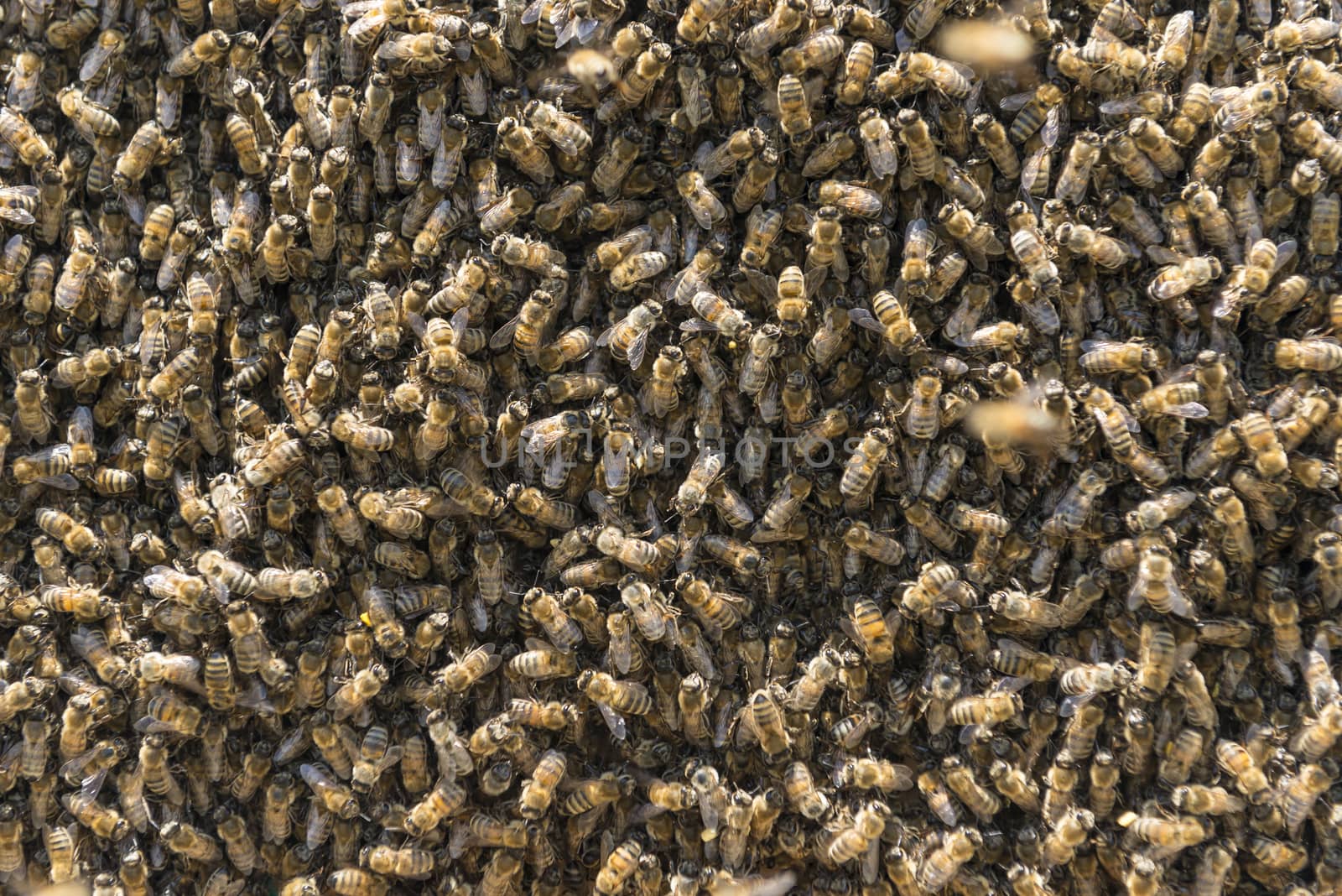 crowded bee colony populations