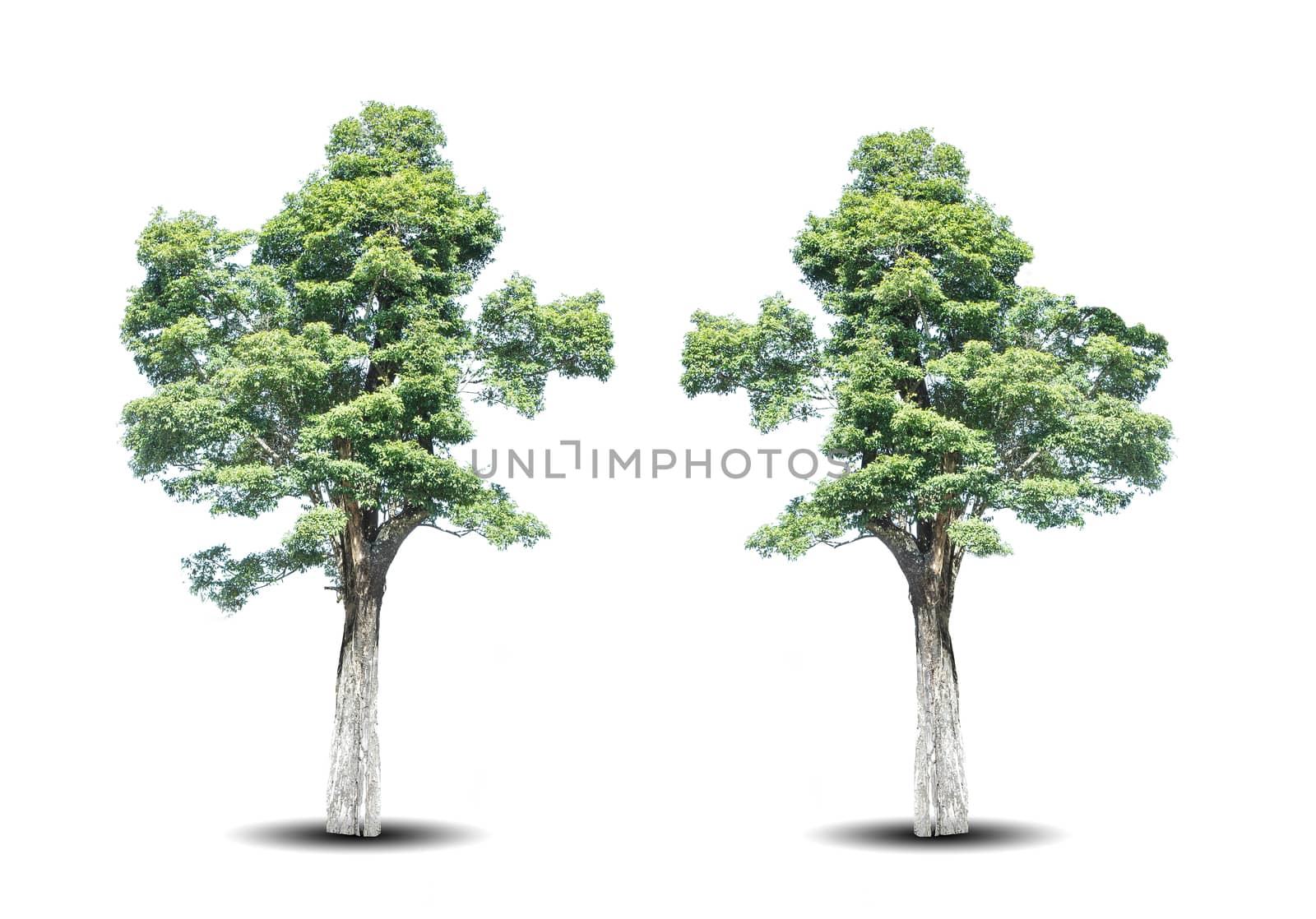 two green trees isolated on white background by rakoptonLPN