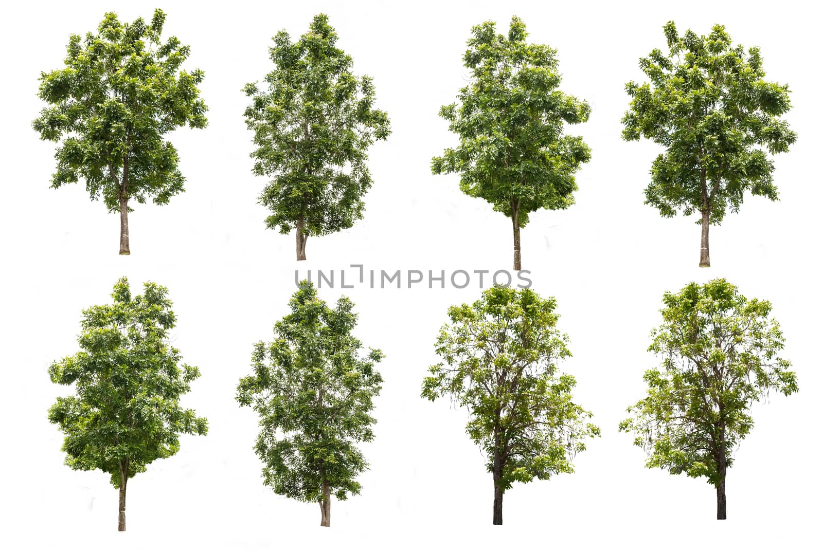 set of eight green trees isolated on white background with clipping path