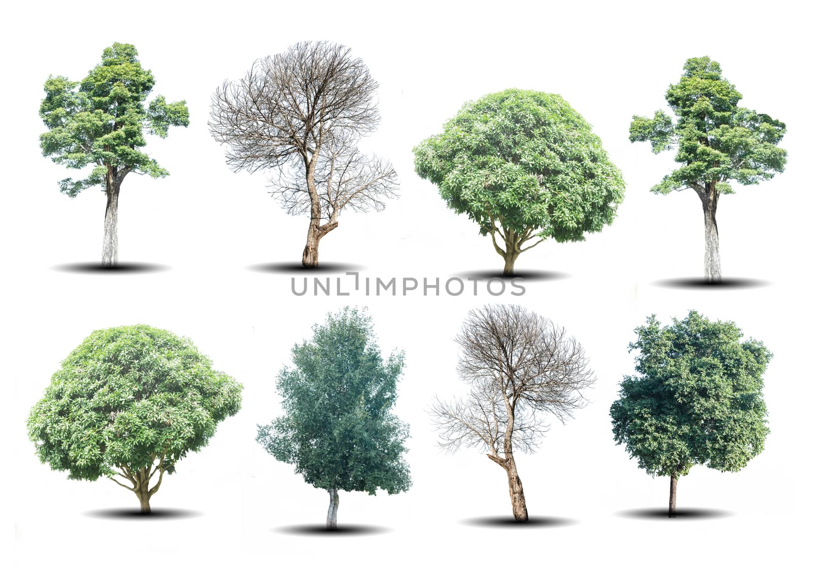 set of eight green trees and dead trees isolated on white backgr by rakoptonLPN