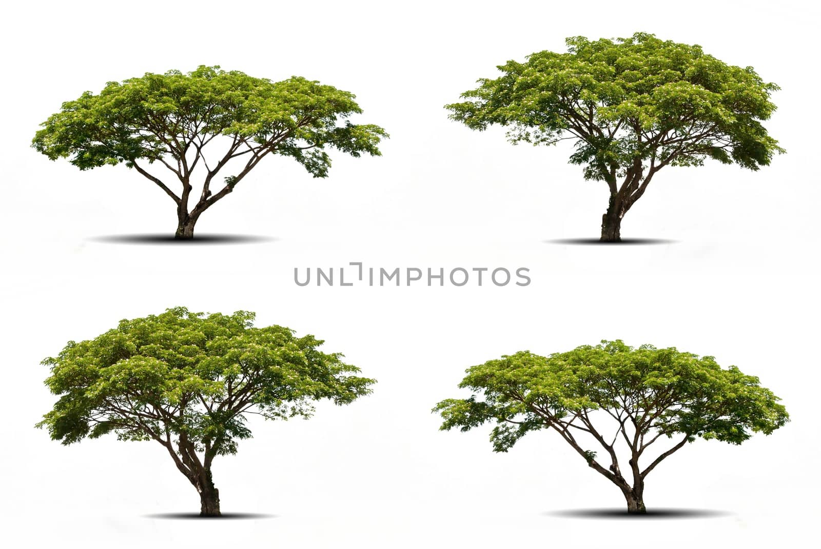 collections green tree isolated. green tree isolated on white background.