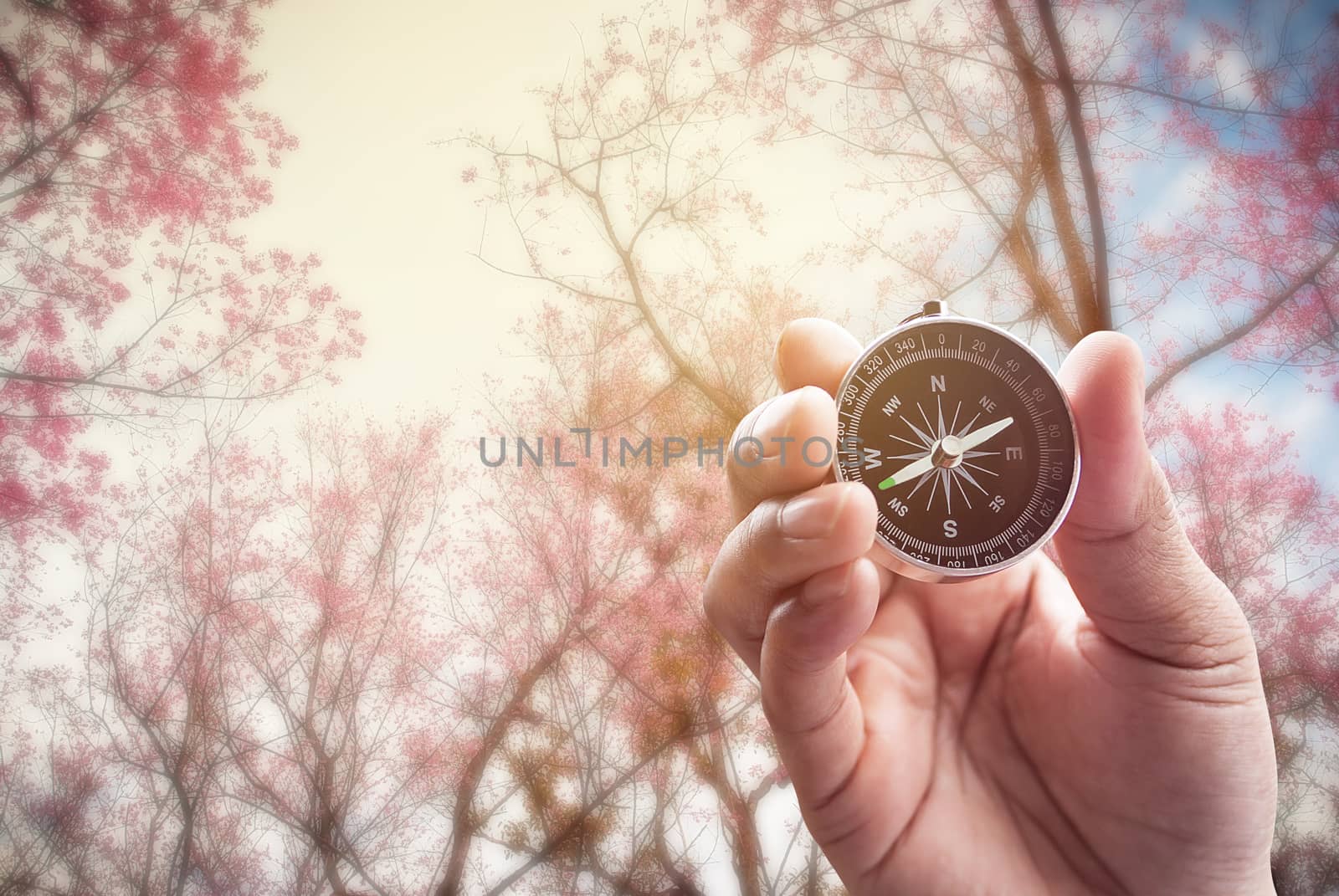 Compass in Hand on Beautiful Cherry Blossom in blue sky