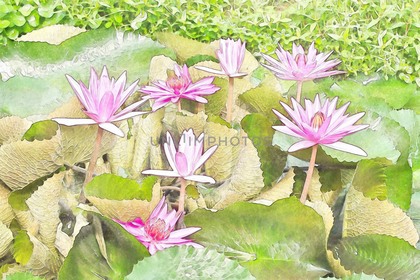 Image of a pink hardy water lily species with lilypads and a single blossom.
