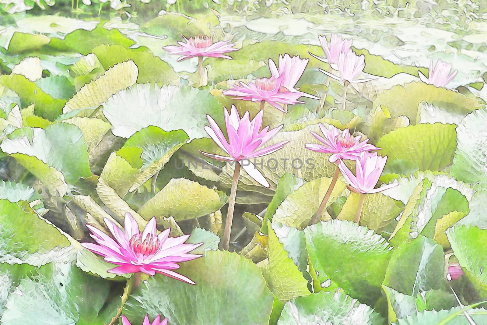 Image of a pink hardy water lily species with lilypads and a single blossom.