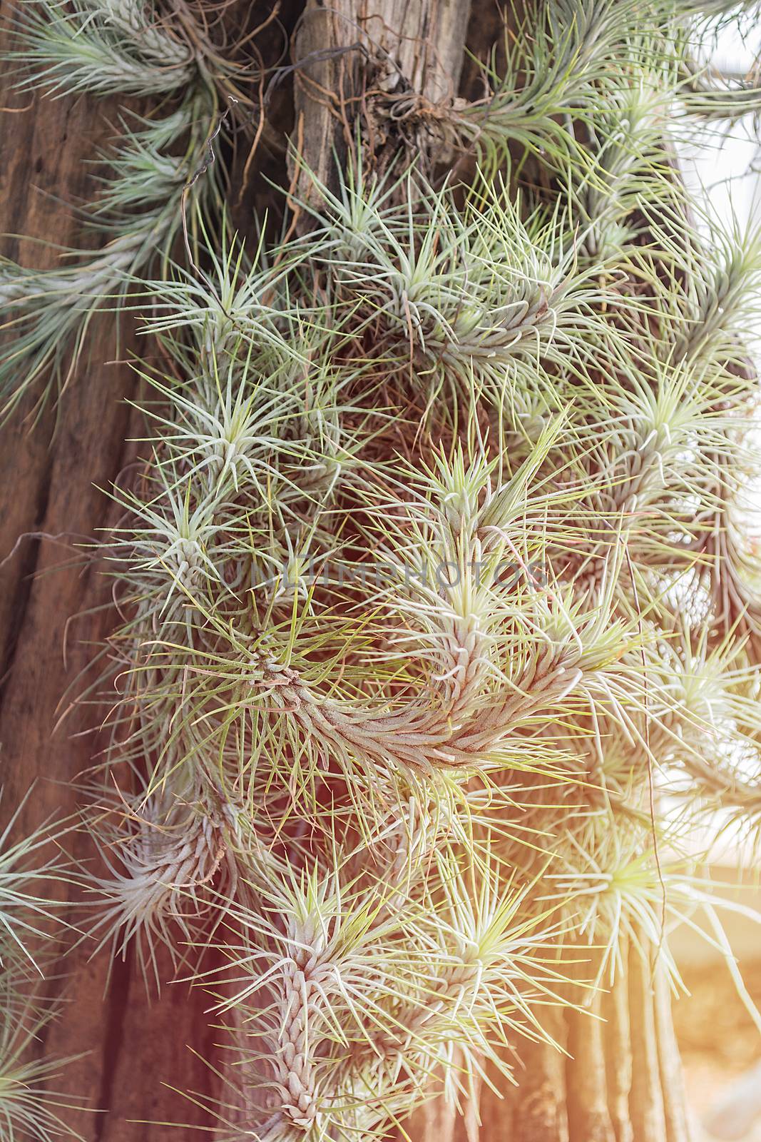 image of group Tillandsia or air plants for sale at the nursery by rakoptonLPN