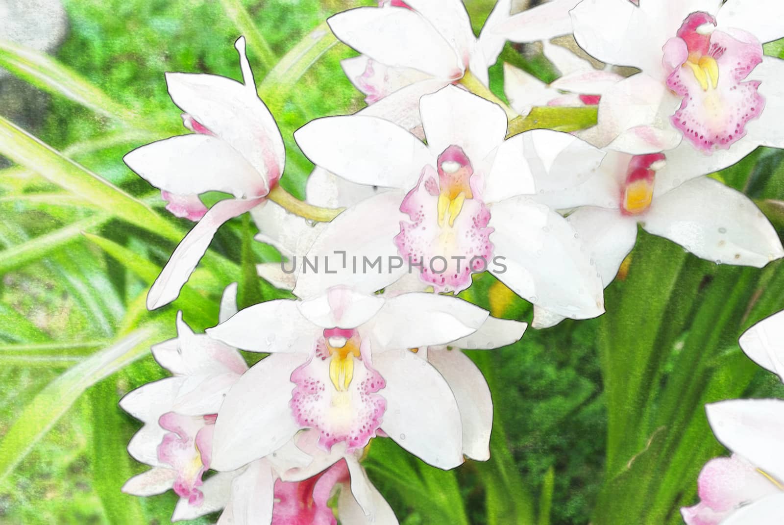 white orchid in the nature, water color style