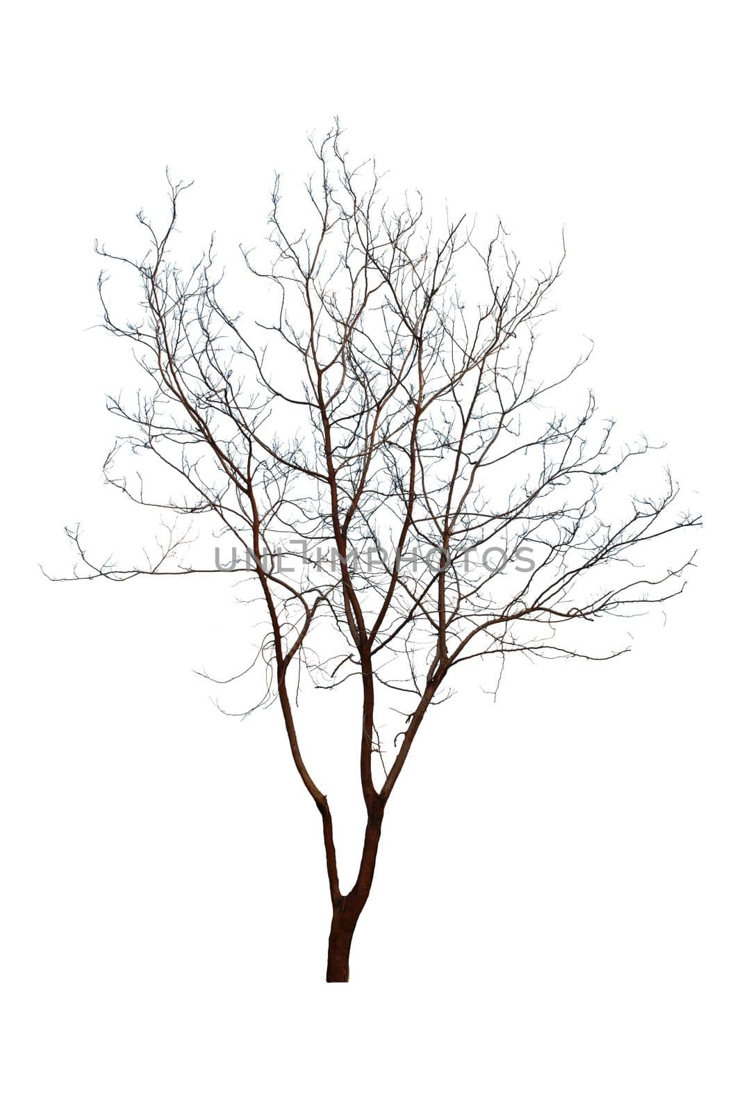 dead tree isolated on white background by rakoptonLPN