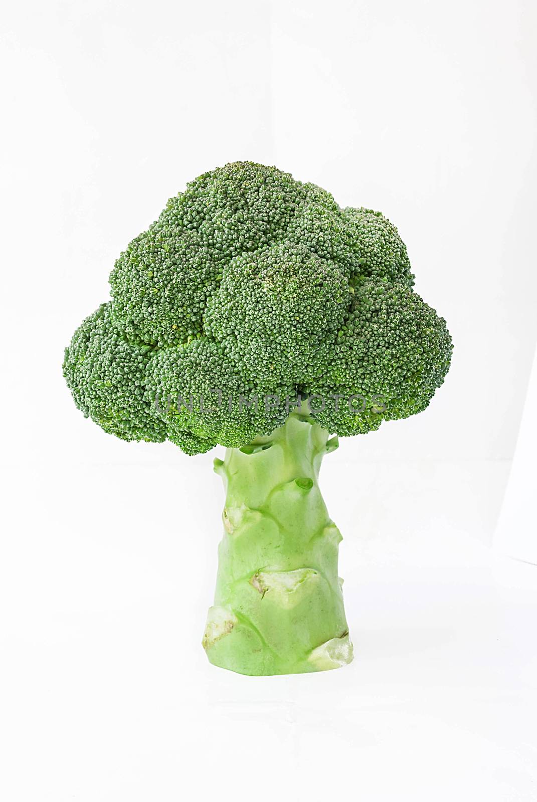 big tree shape of fresh broccoli on white background