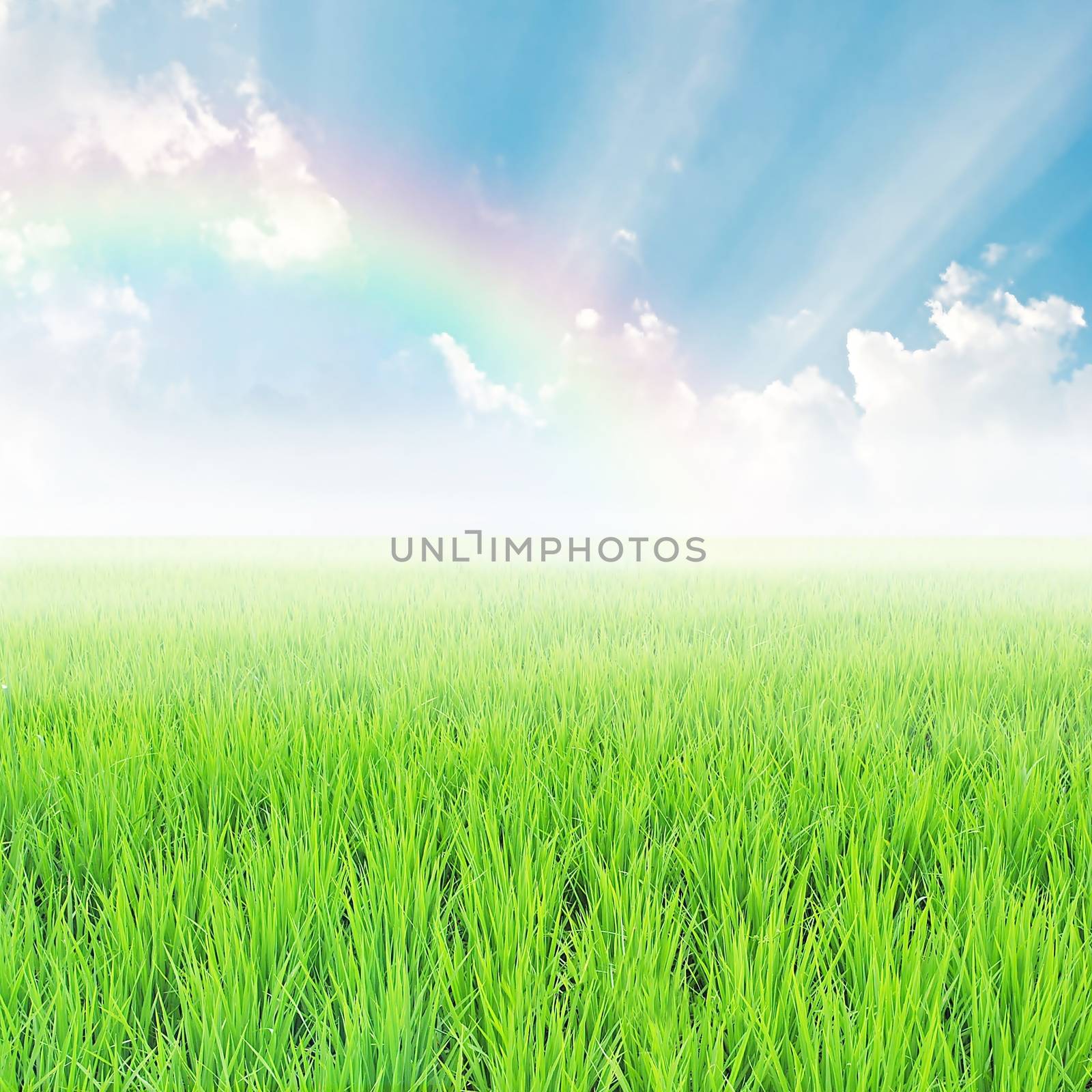 field on a background of the blue sky with rainbow