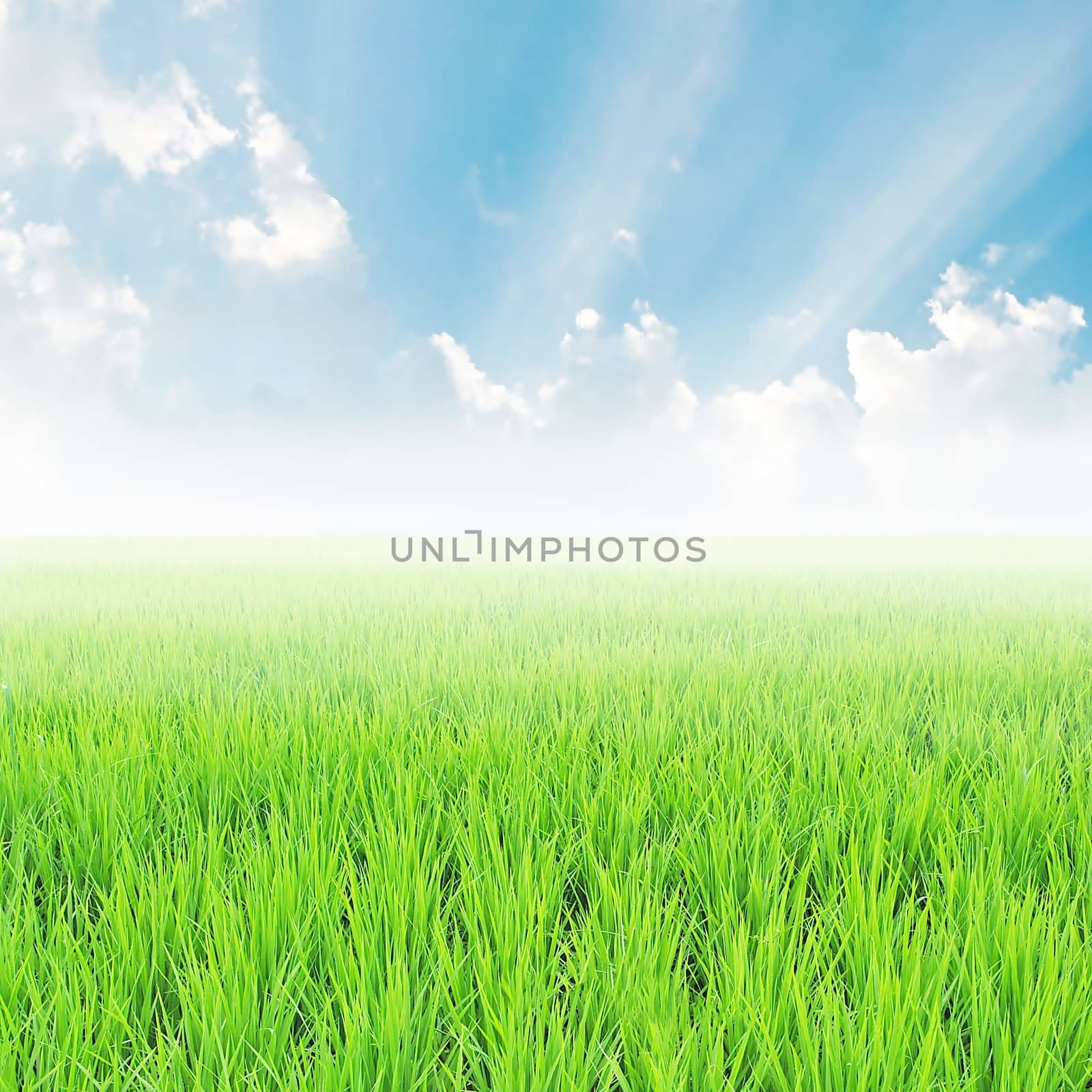 field on a background of the blue sky by rakoptonLPN