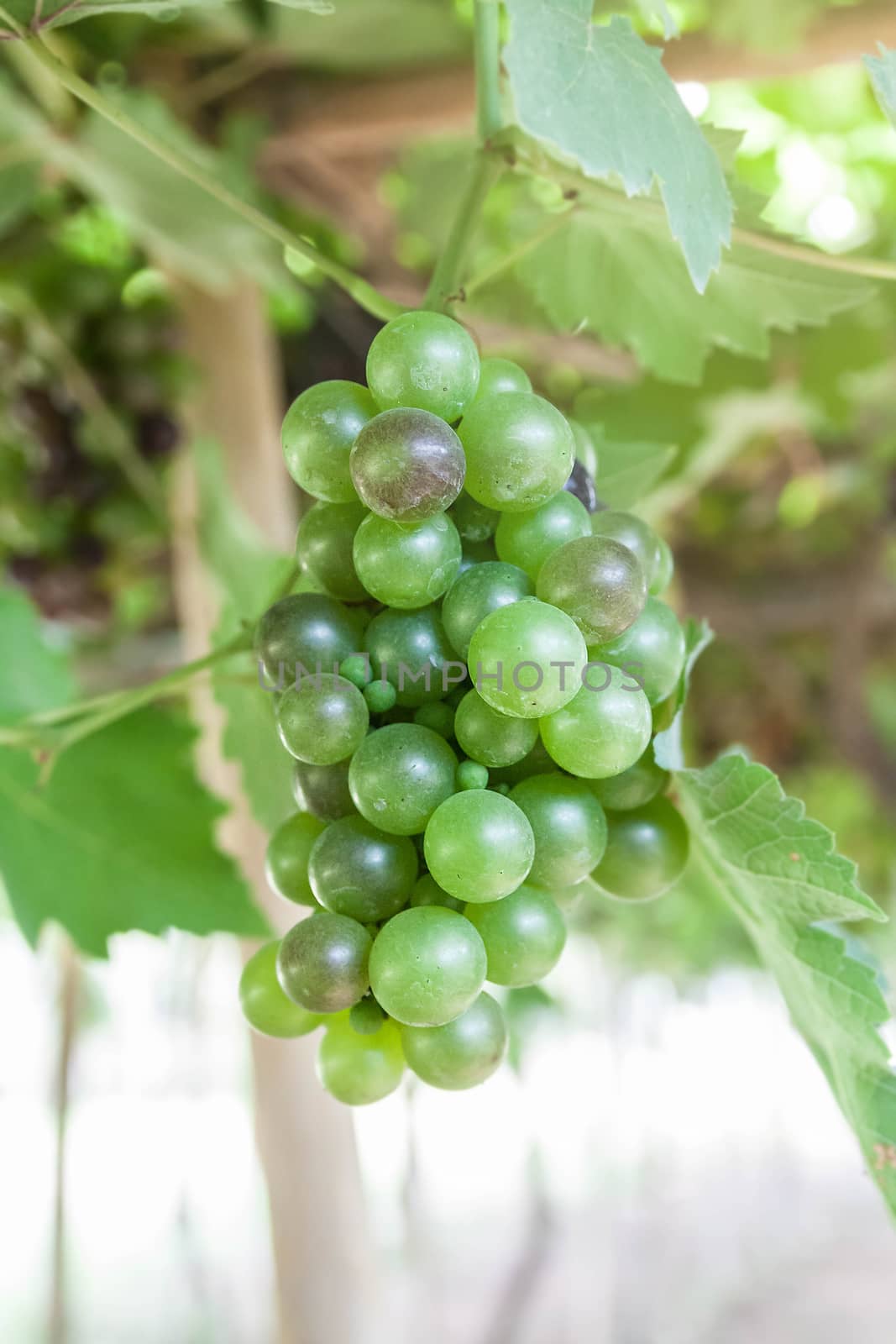 bunch of green grapes on the vine with green leaves