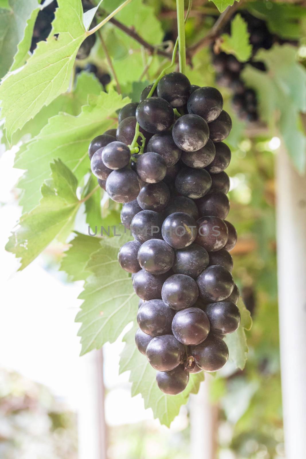 bunch of grapes on the vine with green leaves
