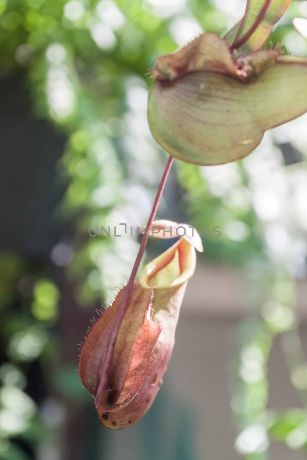 closeup plants of nepenthes with blurred background
