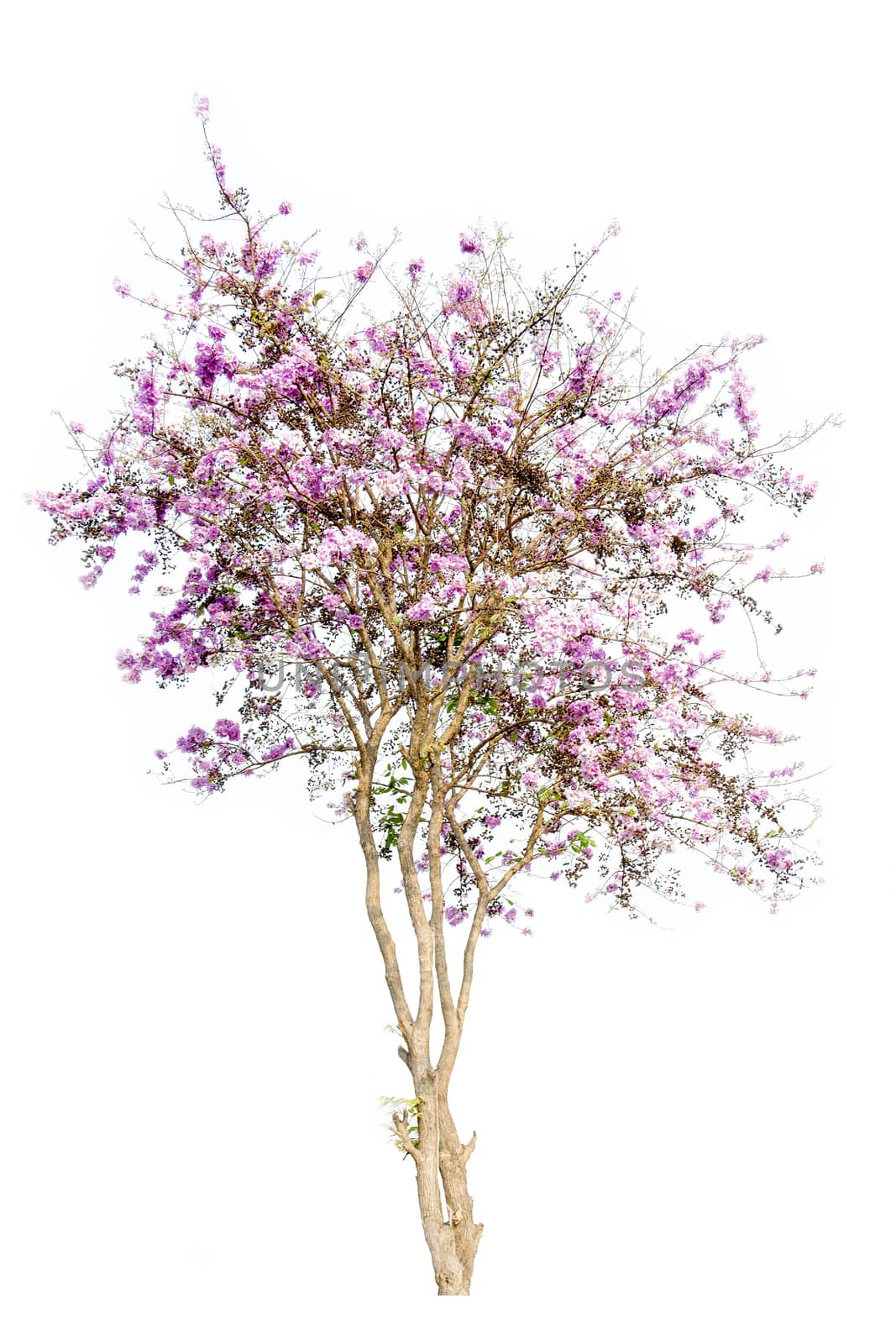 pink flowers tree isolated on white background