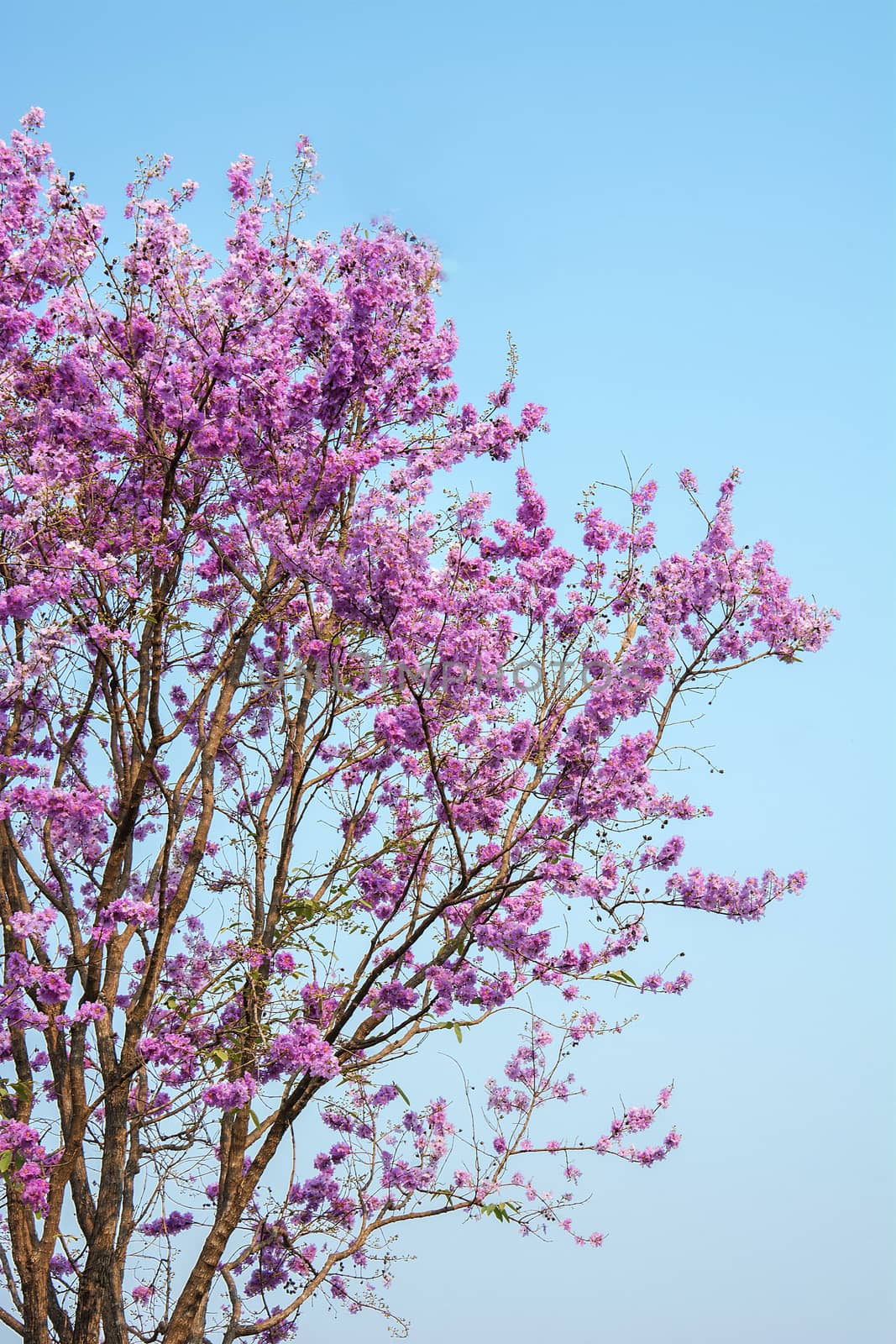 pink flower in blue sky, sakura of thailand, Beautiful cherry blossom with blue sky background