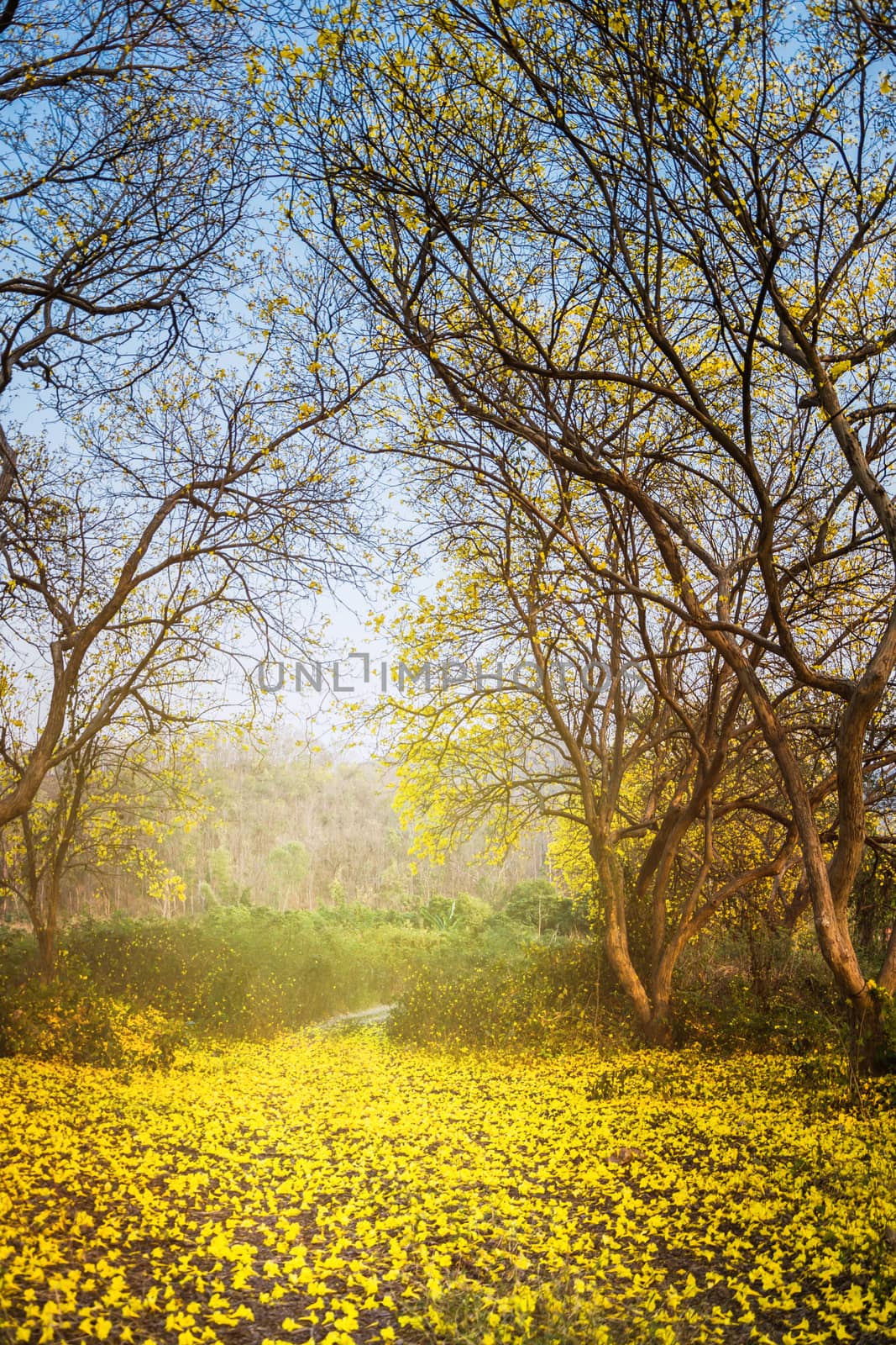 yellow flowers on the ground under the big trees in the forest. by rakoptonLPN