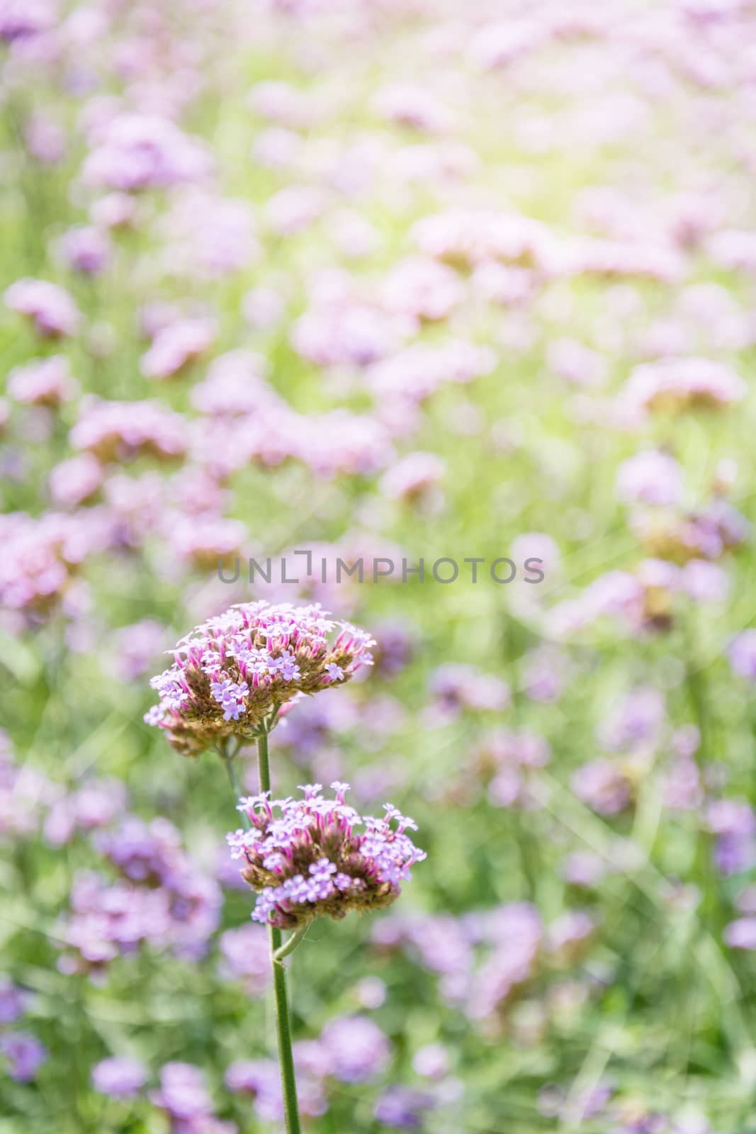 Purple flowers with soft light, macro image, warm tone