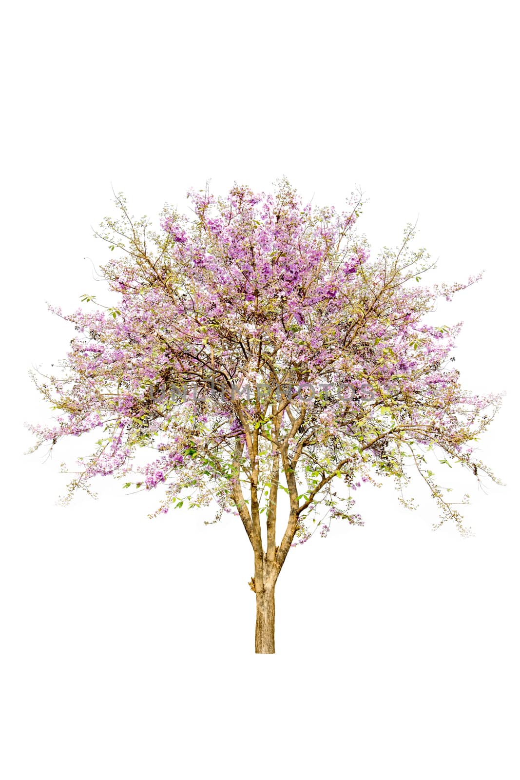pink flower tree isolated on white background