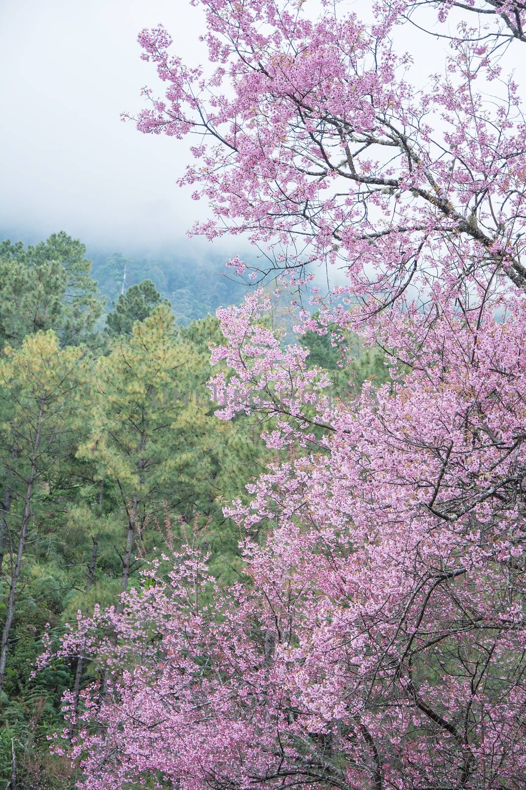 Pink Sakura flower blooming, Beautiful cherry blossom sakura flowers in chiangmai thaland