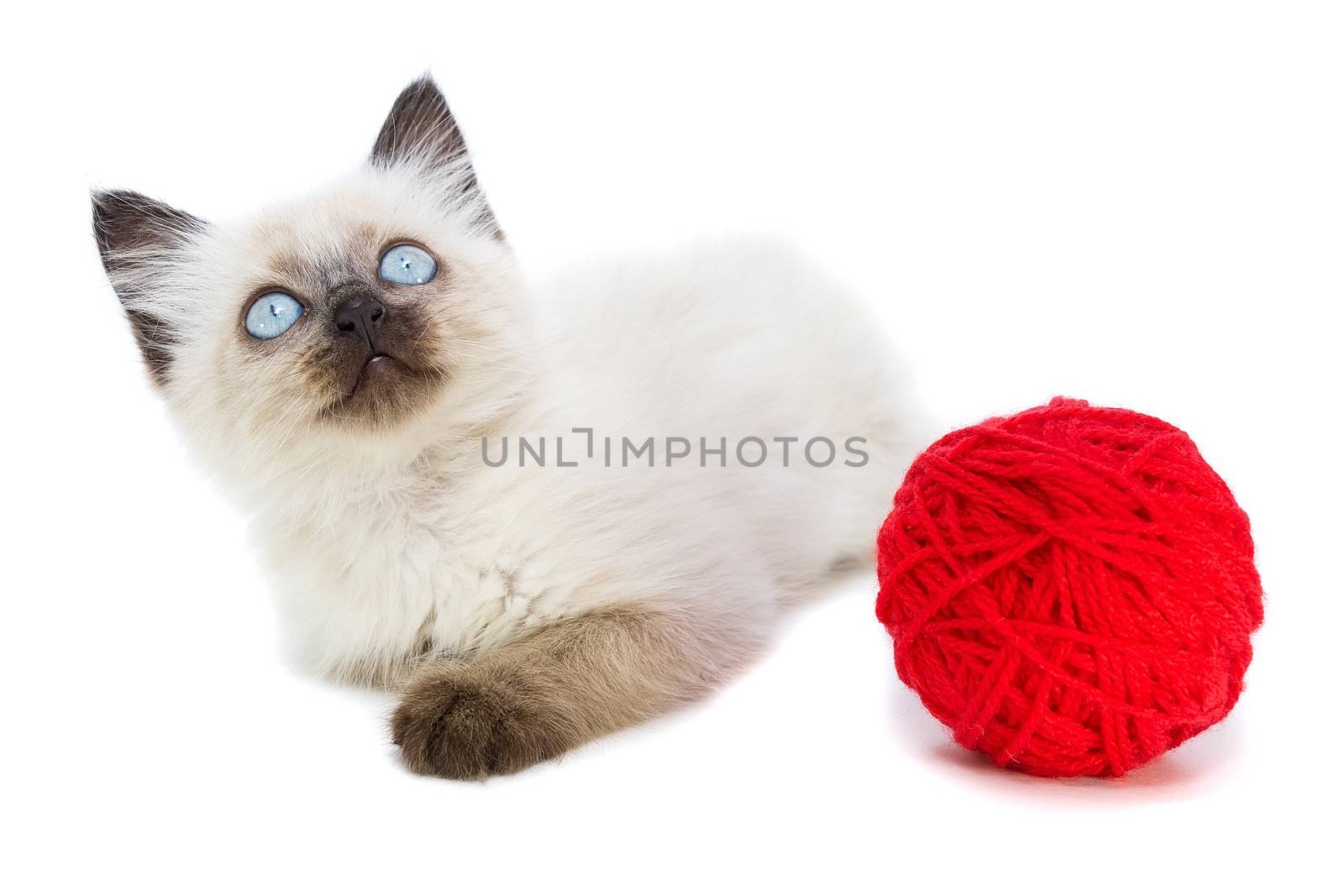 Kitten on white background, kitten playing with ball, summer, Siamese cat
