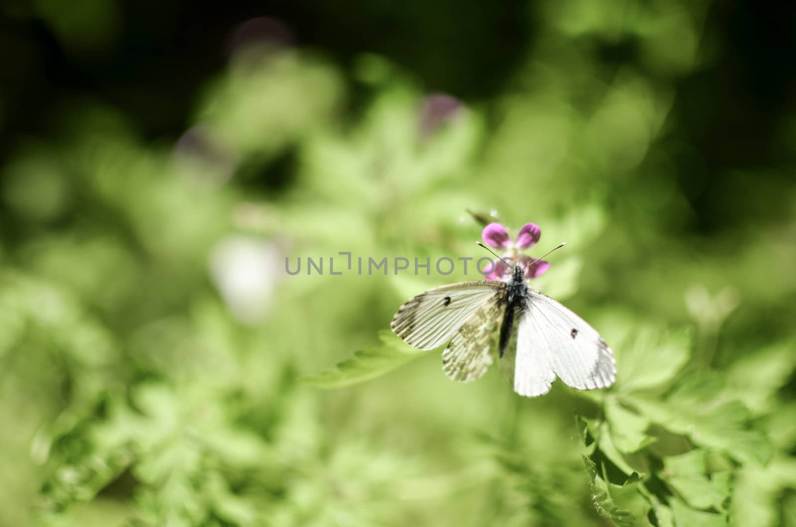 Small cabbage butterfly white on flower and grass
