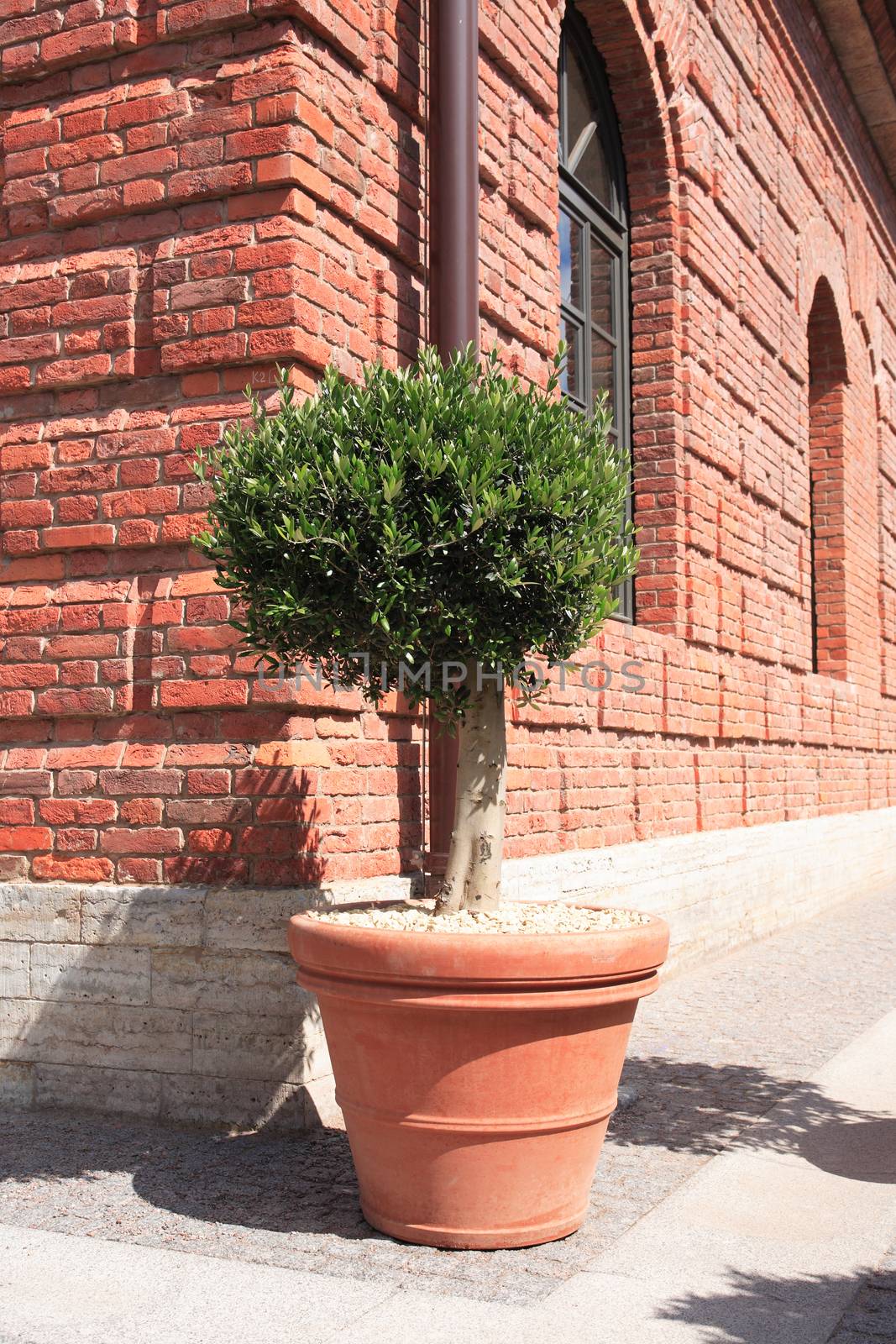 Nice plant in big clay pot near old brick building under sunlight