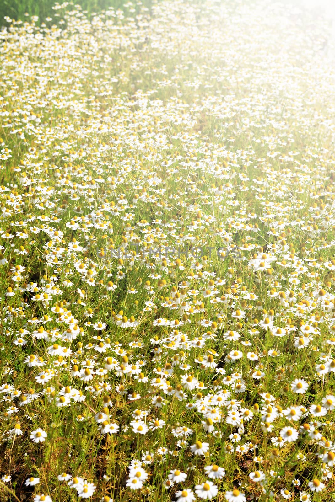 Closeup of freshness daisy flowers field under sunlight. Nice background
