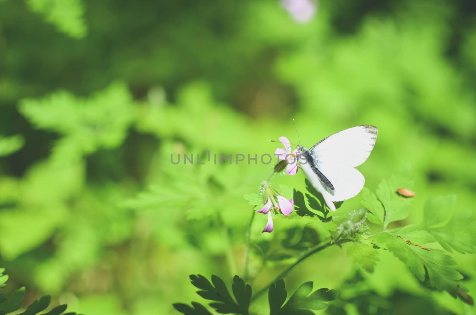 Small cabbage butterfly white on flower and grass