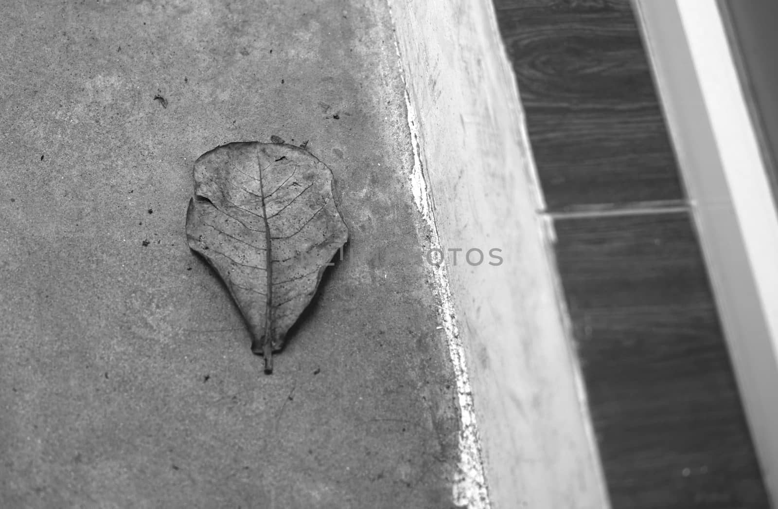 BLACK AND WHITE PHOTO OF DEAD LEAF ON CONCRETE GROUND