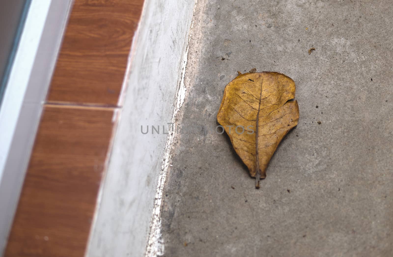 COLOR PHOTO OF DEAD LEAF ON CONCRETE GROUND