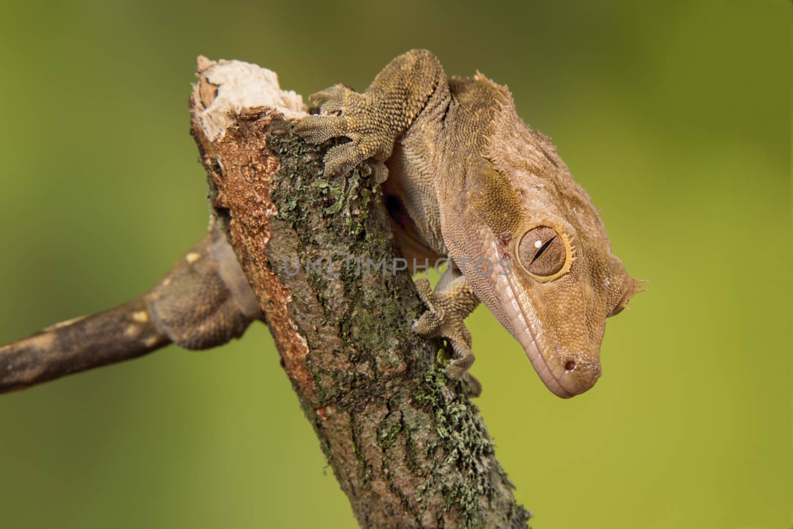 Very close photograph of an inquisitive crested gecko on a branch facing down