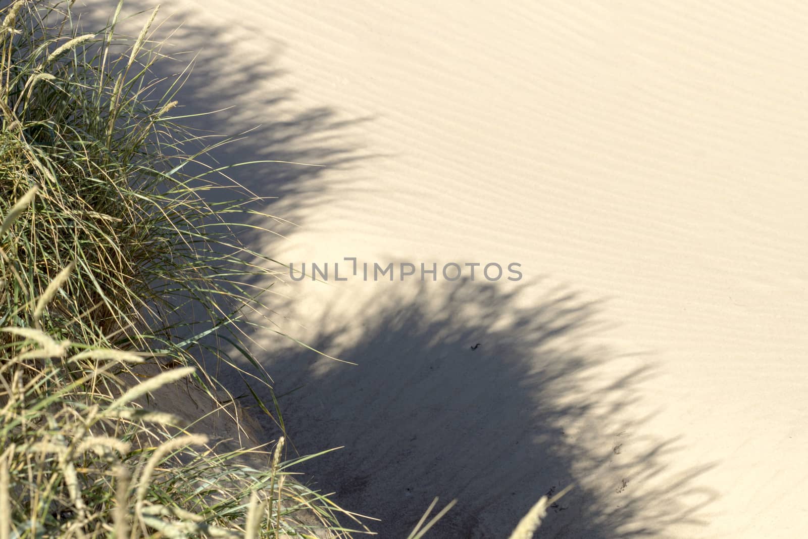 Sunlit sand dunes and wavy sea of rubjerg knude denmark
