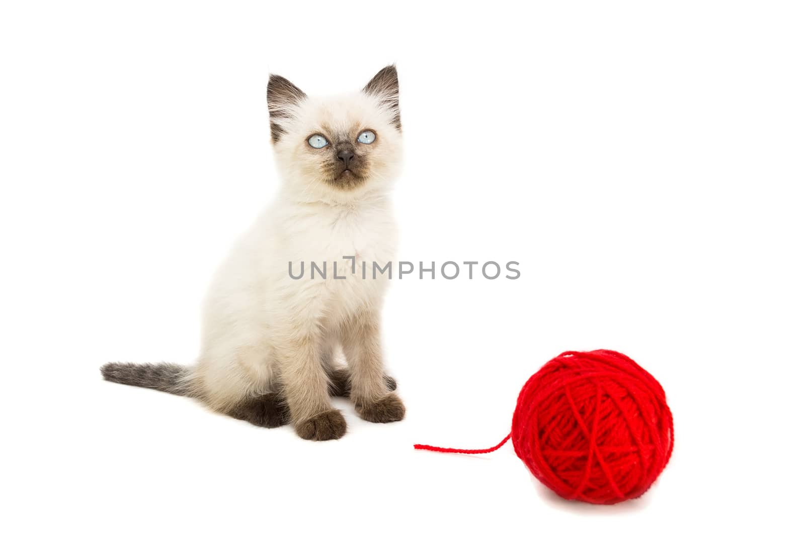 Kitten on white background, kitten playing with ball, summer, Siamese cat