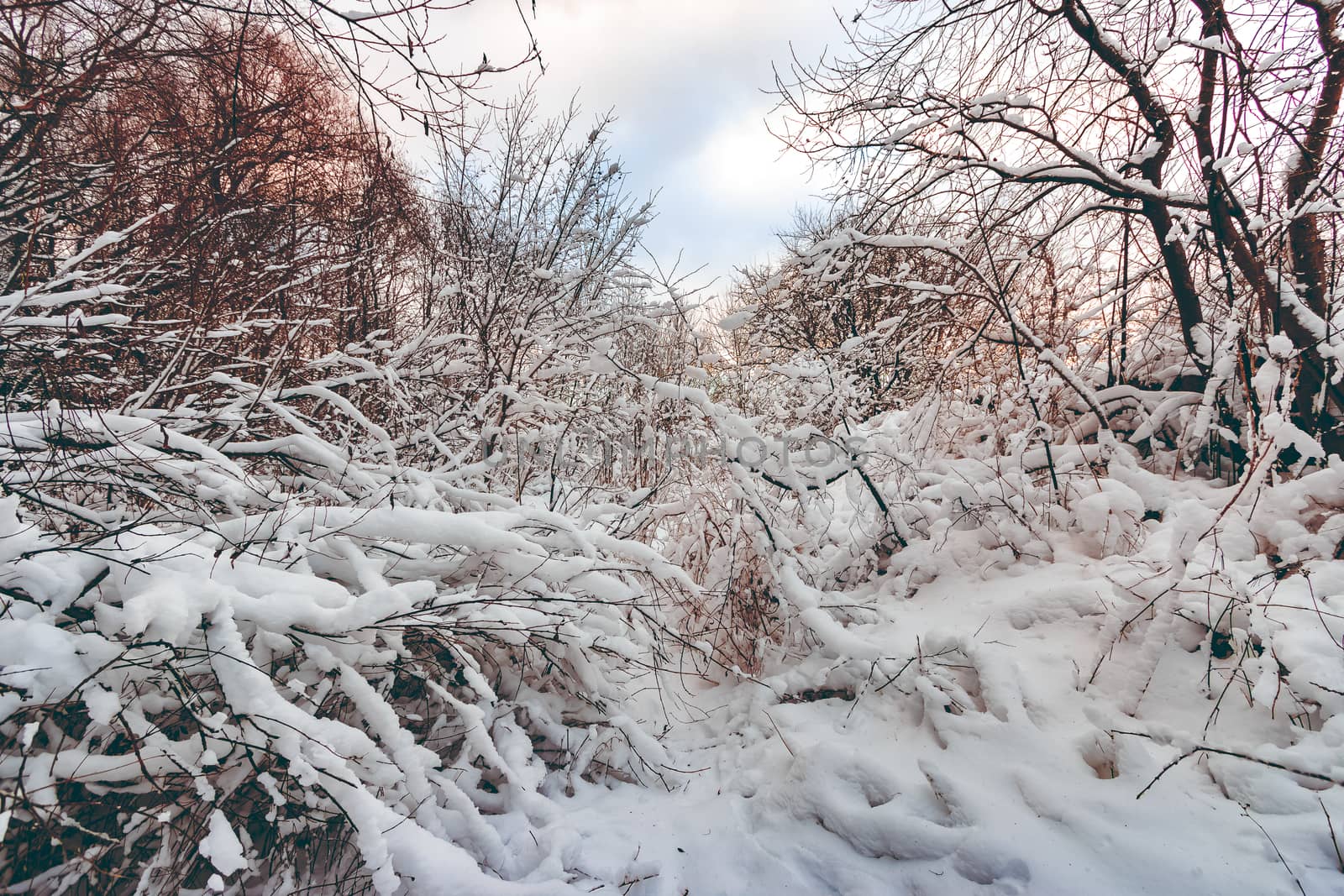 Cold winter snowy landscape at middle of the day