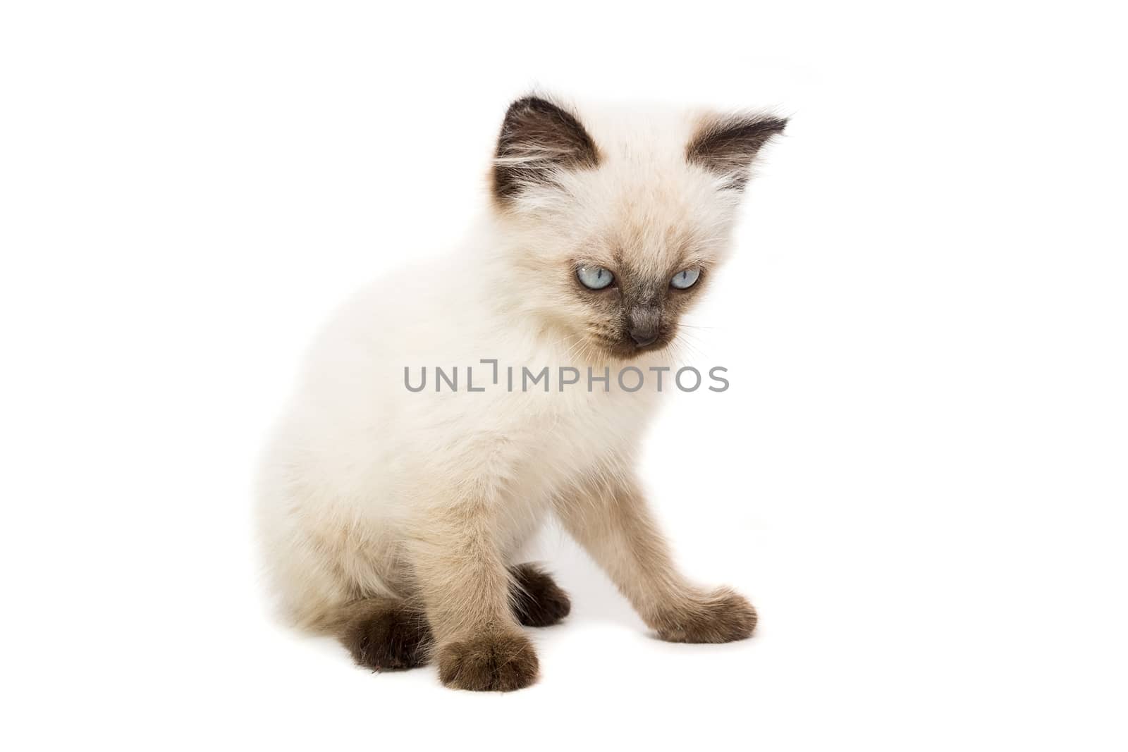 kitten on a white background by AlexBush