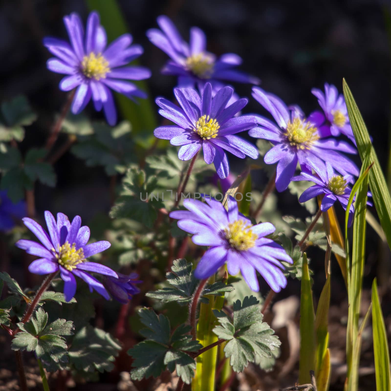 Blue Anemone Flowers with a Yellow Centre