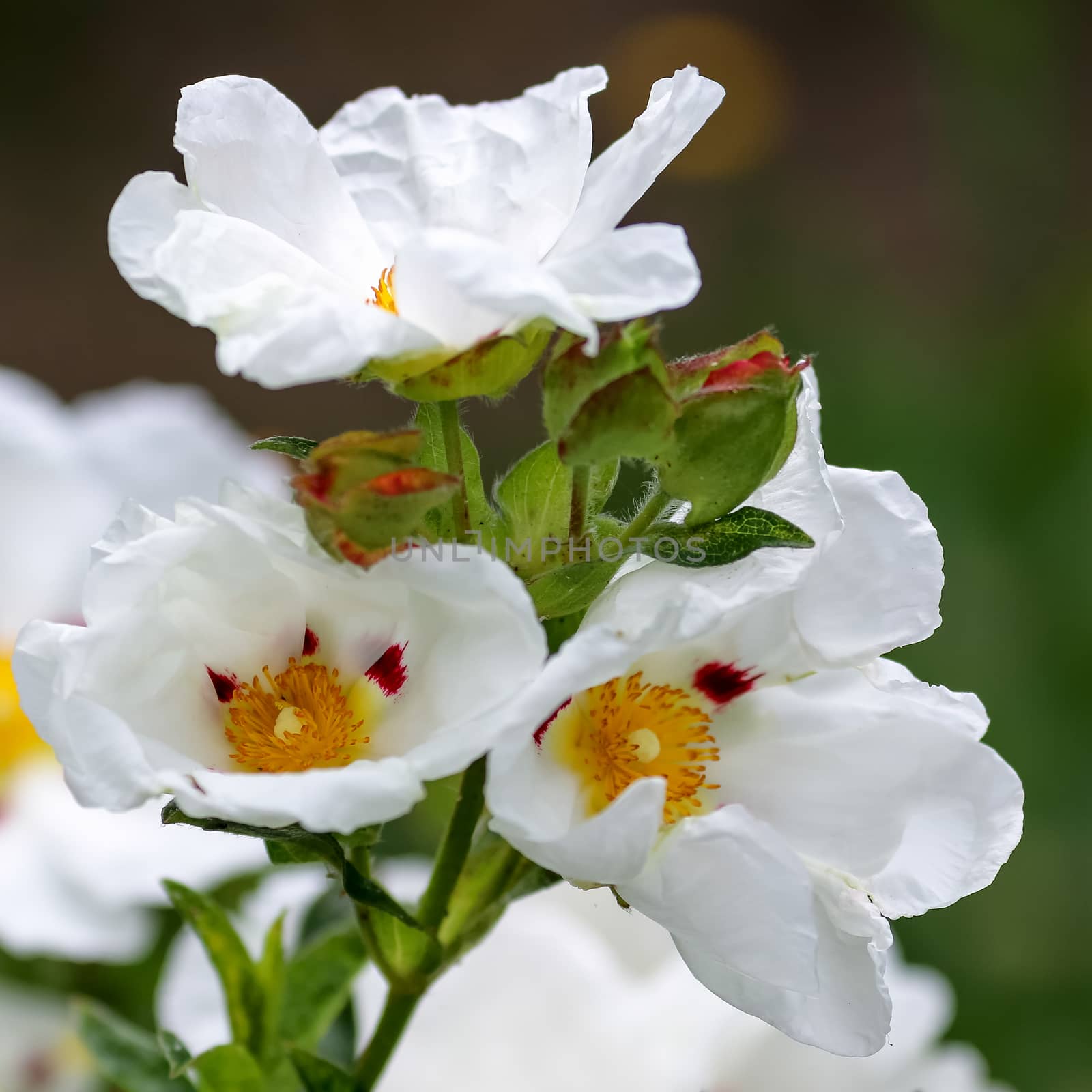 Cistus Lucitanica Decumbens