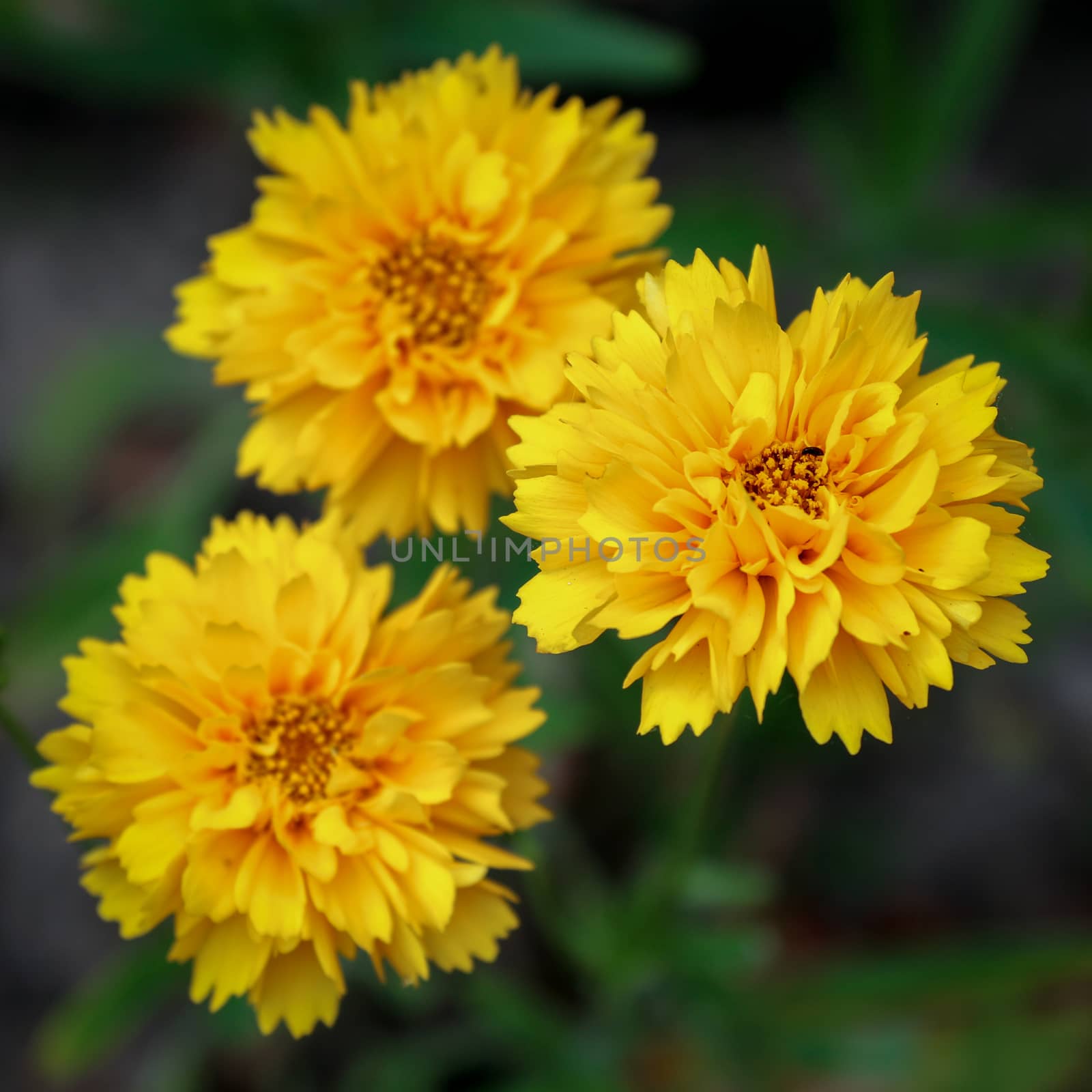 Close-up of the Kerria Japonica Pleniflora shrub