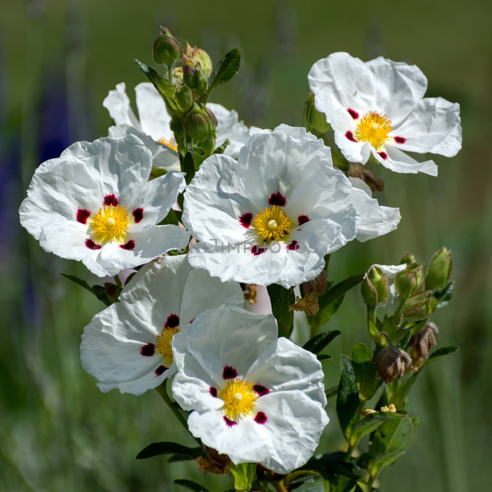 Cistus Lucitanica Decumbens